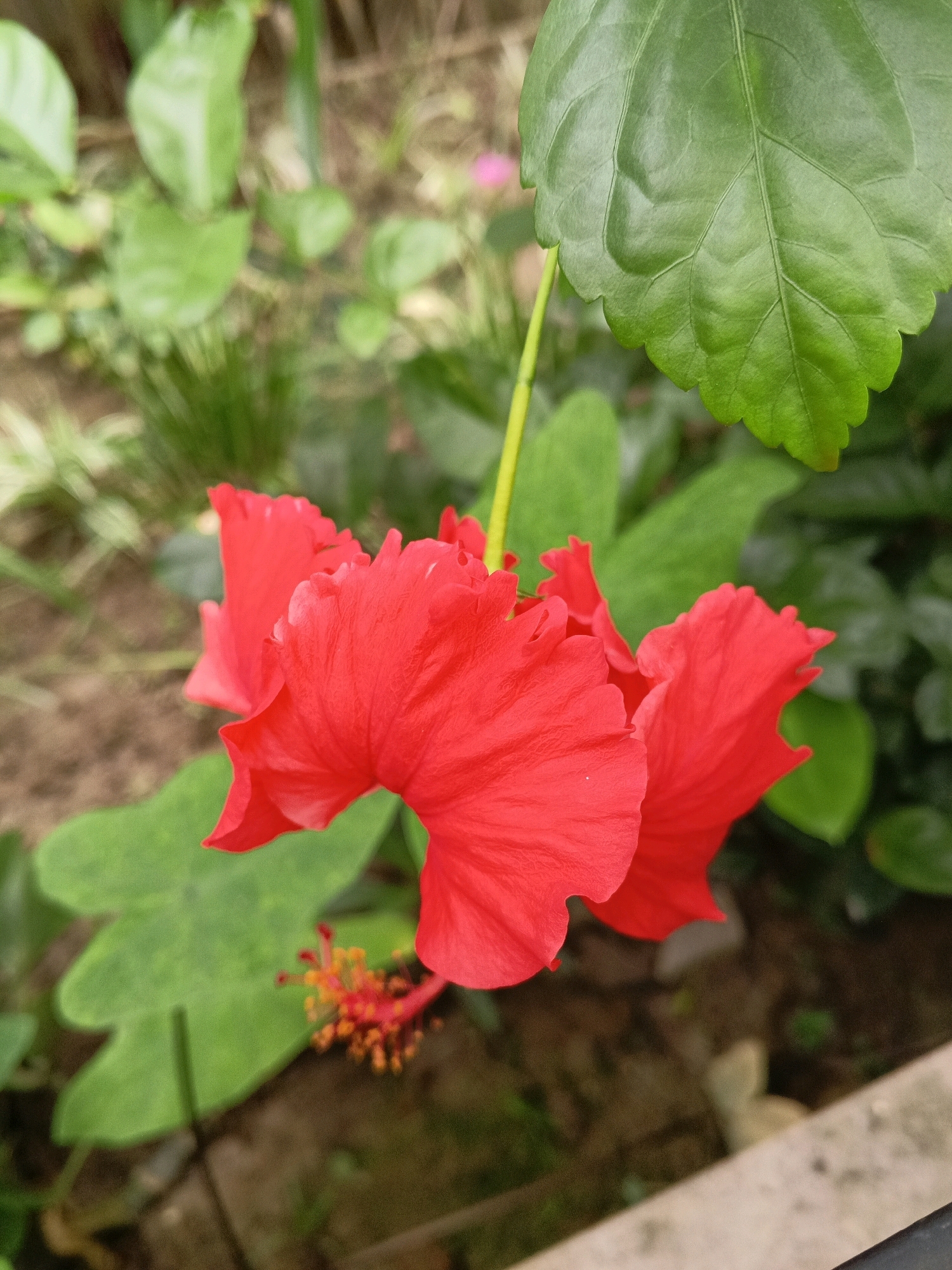 A close-up, eye-level shot captures two bright red hibiscus flowers in full bloom. The flowers are positioned in the center of the frame, with their ruffled petals creating a delicate texture. Behind them, a large, textured green leaf with visible veins dominates the upper right portion of the image. The background is a soft blur of greenery, with some hints of brown soil and dappled light suggesting an outdoor garden setting. The stamen of one of the flowers, with its orange pollen-dusted tips, is visible in the lower center. The overall impression is one of vibrant natural beauty. This image likely depicts a scene in Sylhet, Bangladesh, a region known for its lush flora and beautiful gardens, though no specific landmarks are identifiable within the frame.
