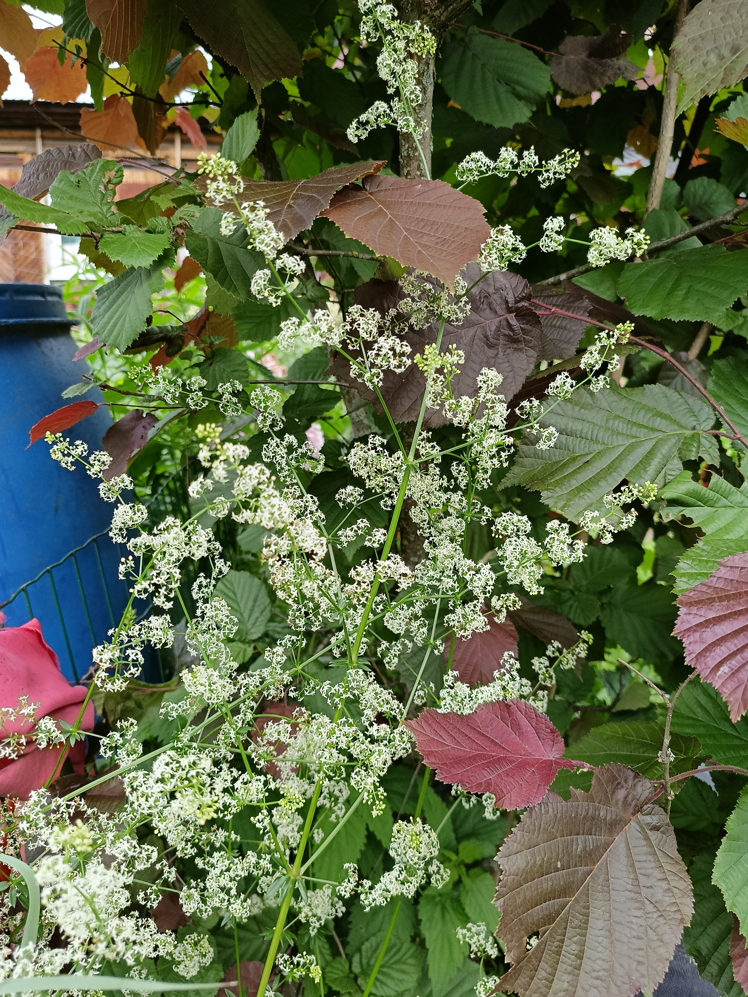 The image is a close-up outdoor shot of a plant with clusters of small white flowers and dark red and green leaves. A portion of a blue bin and a pink fabric are visible on the left side of the frame. The scene appears to be in a garden or natural setting. The location is identified as Lagovskoe, Russia.