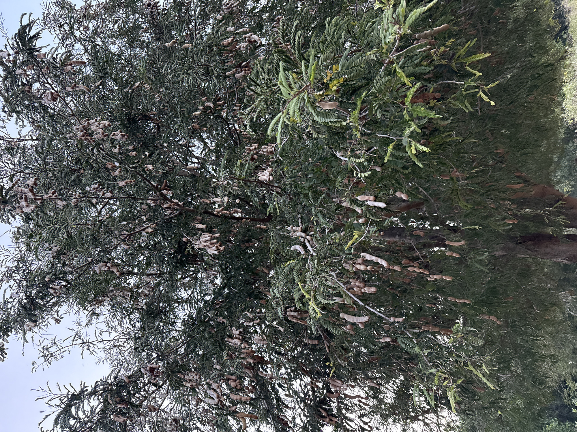 The image shows a large tamarind tree laden with mature fruit, growing in the Bac Natural Heritage Area Trang, Vietnam. The tree has a thick trunk and dense foliage with many brown pods hanging from its branches. The sky is visible through the leaves, appearing light gray. Part of the grass can be observed on the right side.