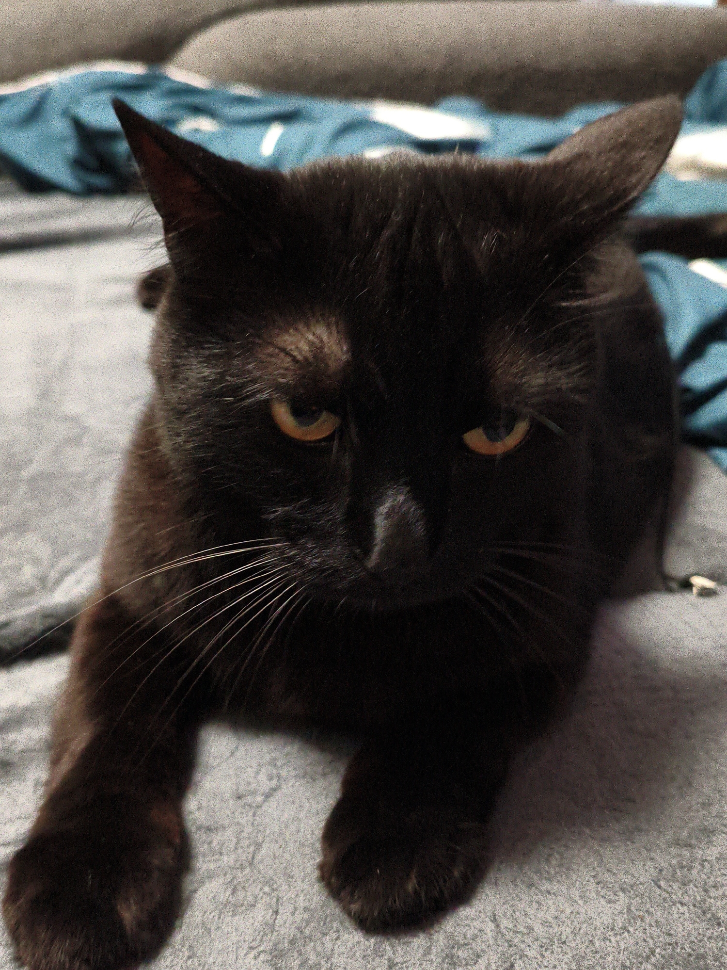 A black cat with yellow eyes is lying on a grey, textured surface, possibly a bed or couch. The cat is facing forward, with its ears perked up. To the left of the cat, a teal-colored fabric is visible, folded and draped. The background consists of a grey, soft surface, likely the same as the foreground. The lighting is dim, creating shadows on the cat's face. There are no humans or any other animals present in the image. The image appears to be a close-up shot, focusing primarily on the cat. There is no information within the image to indicate its location in Vladivostok, Russia.