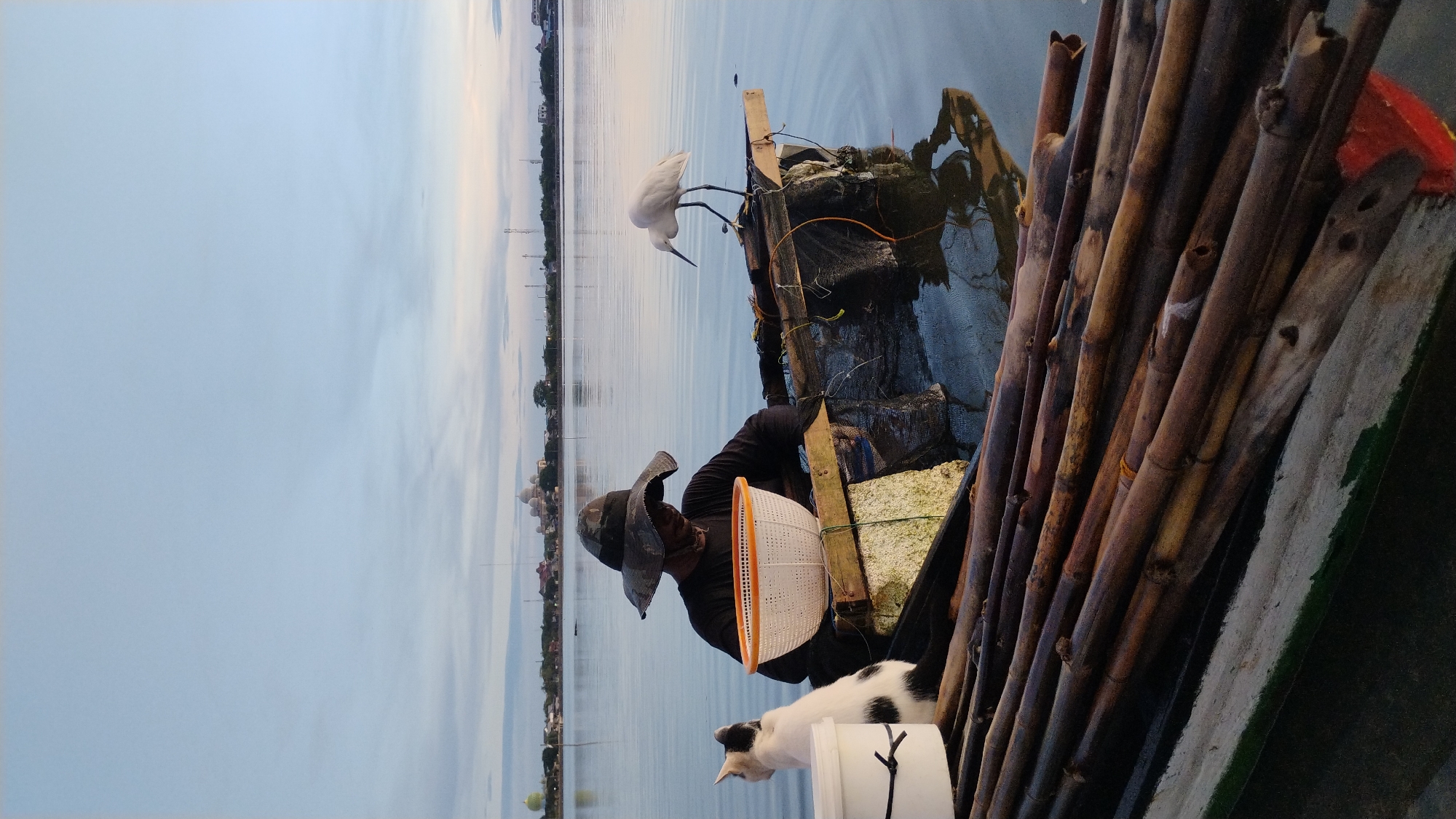 A low-angle shot captures a serene outdoor scene on calm water at dawn, likely in Lhokseumawe, Indonesia, given the presence of Islamic architectural elements in the background. In the foreground, a rustic boat is laden with a bundle of dried bamboo poles. A black and white cat sits attentively to the left of the boat. Occupying the center of the boat is a person wearing a wide-brimmed, camouflage hat and a dark long-sleeved shirt. This individual is seated and appears to be engaged in an activity related to a white, perforated basket placed before them. To the right of the person, a white egret stands on a wooden platform extending from the boat, its reflection visible in the water below. The background features a tranquil body of water reflecting the soft, diffused light of the early morning sky. On the distant horizon, the silhouette of a city is visible, characterized by several domed buildings, possibly mosques, indicative of Islamic influence. The sky is a pale blue with wispy clouds, suggesting the transition from night to day. The overall atmosphere is peaceful and suggestive of a daily routine commencing with the rising sun.