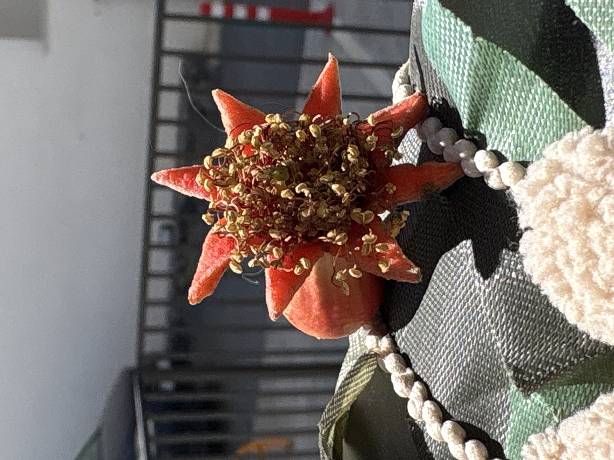 A close-up shot captures a single, stylized pomegranate flower against a blurry urban backdrop, possibly in Bar, Montenegro. The flower exhibits a star-shaped, red outer layer with prominent, textured petals. The central area is densely packed with pale green stamens topped with brown anthers. A rounded, red structure serves as the base of the flower. The flower is affixed to a fabric material featuring a black and green grid pattern. A white, rope-like chain extends along the right edge of the fabric. To the right, there is a section of off-white, fuzzy material. The background reveals a blurred view of an urban setting, including a barred window or structure and hints of buildings or other structures. The lighting suggests a bright, sunny day.