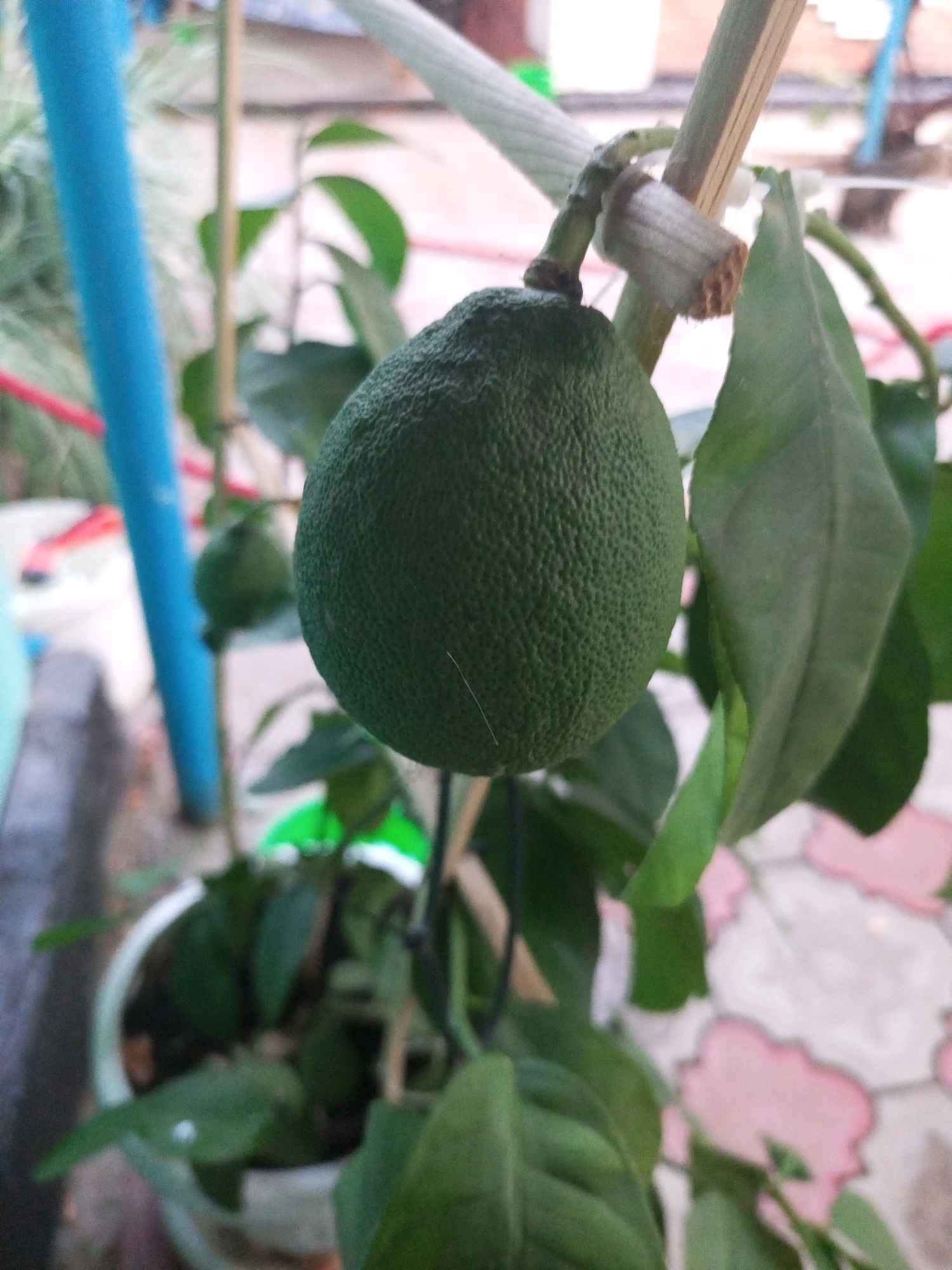 The image depicts a close-up, slightly out-of-focus view of a young, green citrus fruit growing on a branch. The fruit has a textured rind and is supported by a thin stem. Several green leaves are visible around the fruit, some in focus and others blurred. The branch appears to be supported by a thin wooden stake, tied with a white cord. In the background, a bright blue cylindrical object, possibly a pipe or a stake, is visible to the left. Other blurred elements suggest an outdoor environment, with hints of greenery and possibly some patterned flooring. The image does not contain any people or provide any information about the location in Kevsala, Russia.