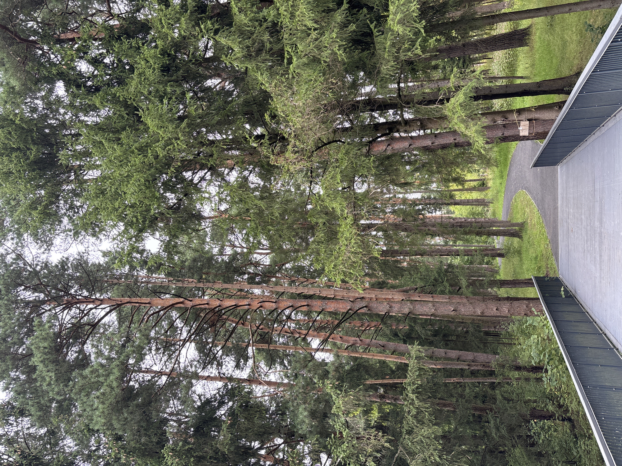 A paved walkway curves through a dense forest with tall evergreen trees. The walkway is bordered by a grey metal railing. The trees are a mix of pine and spruce, with their branches reaching high into the overcast sky. The ground is covered in green grass and undergrowth. The image appears to be taken from an elevated position, looking down onto the walkway and into the forest. The location is identified as Pavlovskaya Sloboda, Russia.
