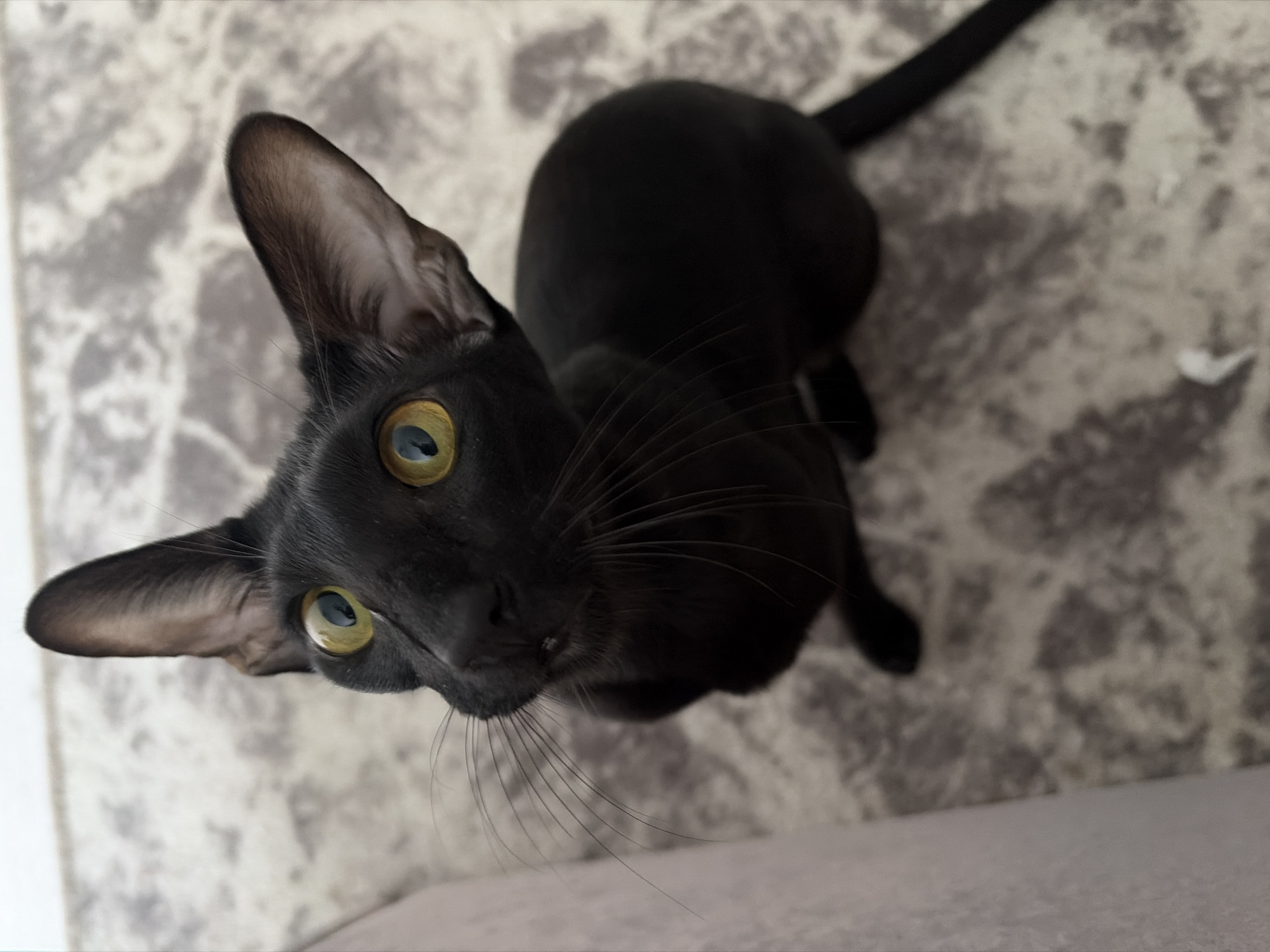 A black cat with large, yellow eyes and prominent ears sits on a patterned rug, looking upwards and slightly to the left. The cat is positioned in the center of the frame, with its body curving towards the right. A light-colored, textured surface, possibly a sofa, is visible on the left side of the image. The background is a muted, grey-toned rug with an abstract pattern. The image was taken in a residential setting, no specific location in Chaikovsky, Russia is identifiable.