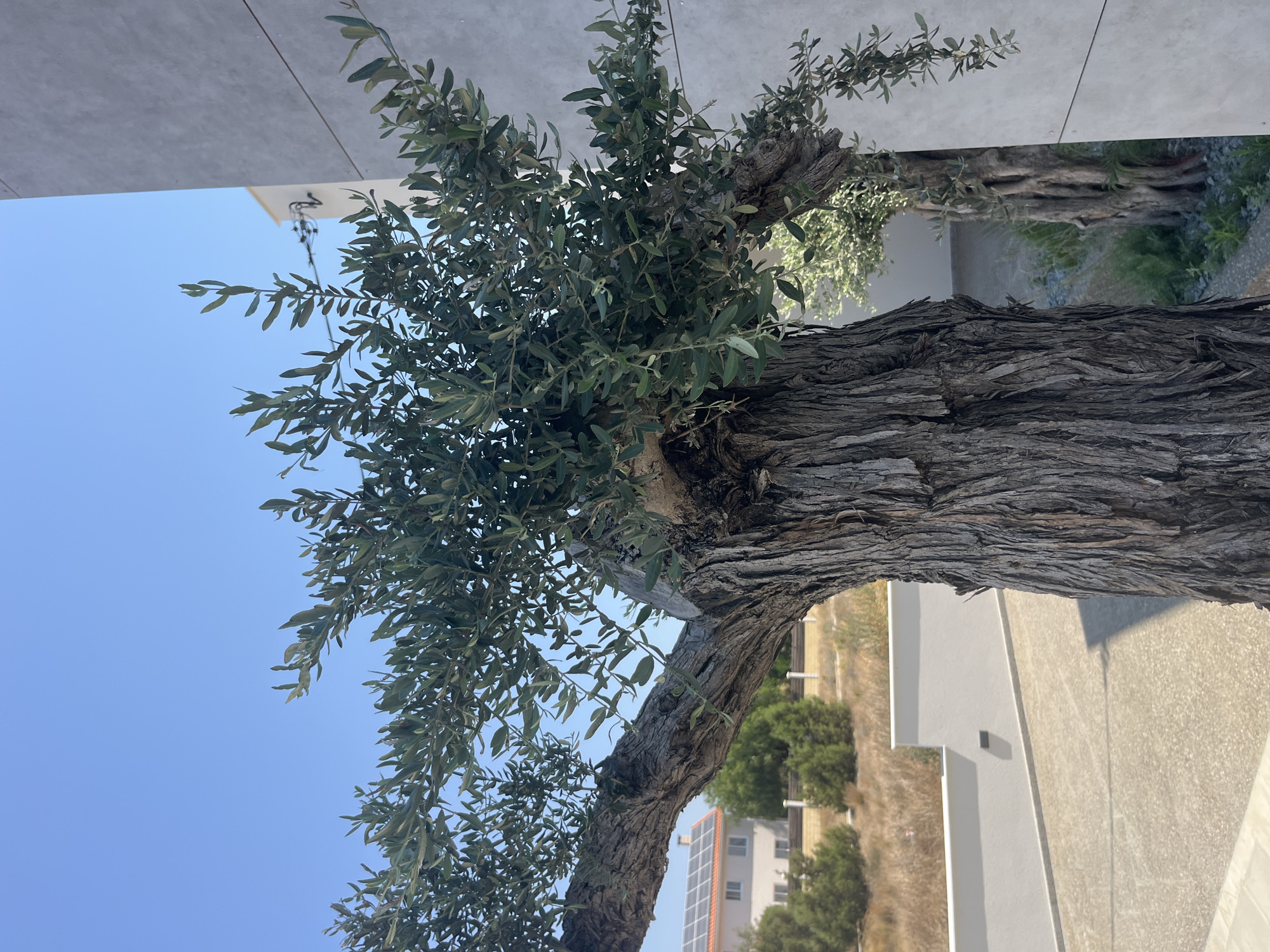 The image captures a close-up of an old olive tree with a thick, gnarled trunk and branches laden with green leaves. The tree is positioned in the foreground, with its textured bark and foliage dominating the central and left portions of the frame. Behind the tree, a modern, light-colored building with a textured facade is visible on the right, partially obscuring a second, similar olive tree. In the background, a house with an orange-tiled roof and solar panels is situated amidst dry, golden vegetation. The sky is a clear, bright blue. The setting appears to be outdoors, likely in a residential or garden area, and is specified as being in Moni Community, Cyprus. The scene is static, with no visible people or ongoing actions. The environment is sunny and arid, characterized by dry grass and sparse vegetation, typical of a Mediterranean climate.