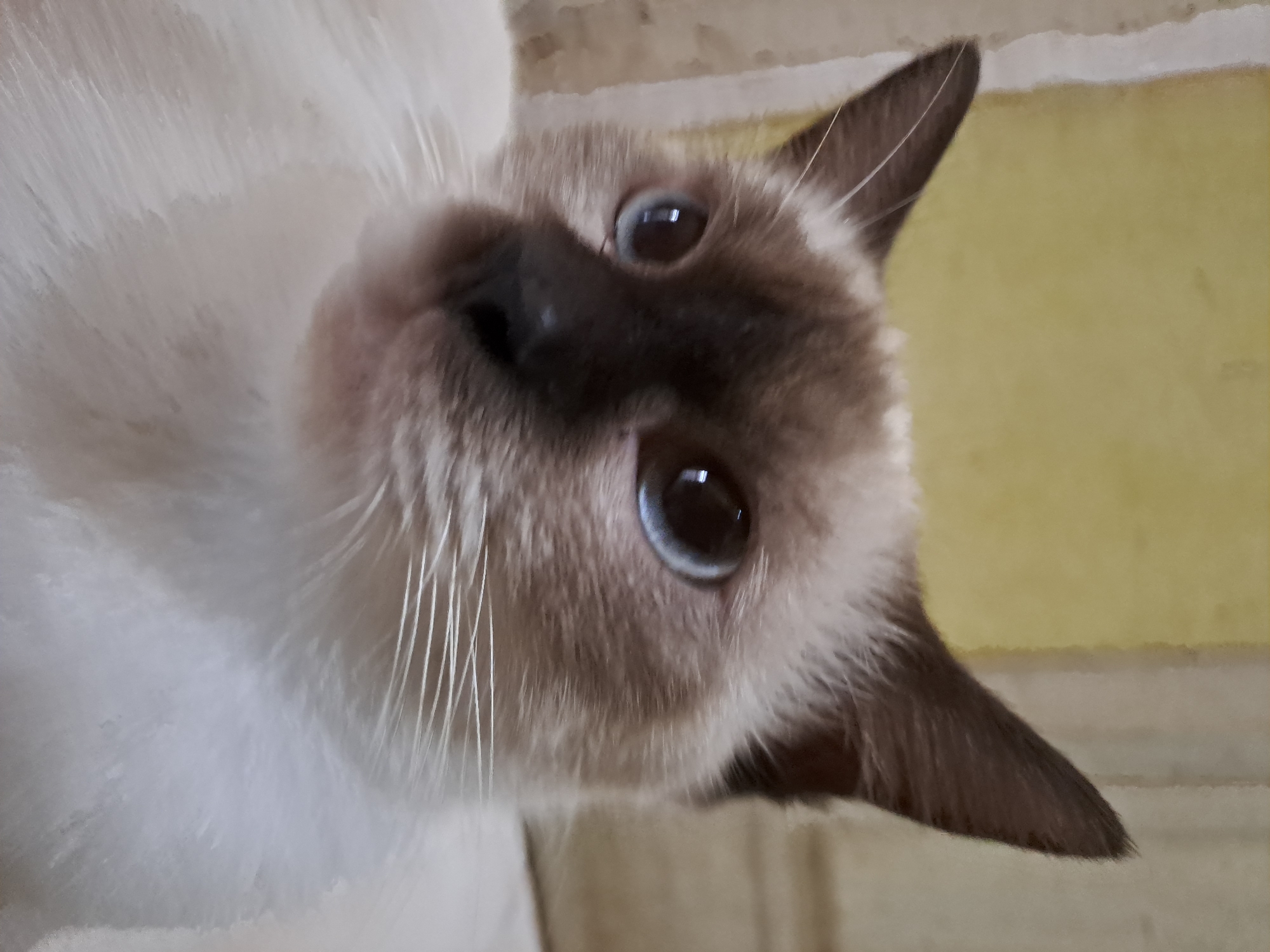 A close-up, low-angle shot captures the face of a Siamese cat with striking blue eyes, white fur, and brown points on its ears and face. The cat is positioned indoors, with a muted yellow wall and a beige or light brown textured surface visible in the background. The lighting appears to be artificial, casting soft shadows and highlighting the cat's features. The image does not provide any information about the city of Lhokaweawe, Indonesia, or any specific location within it.