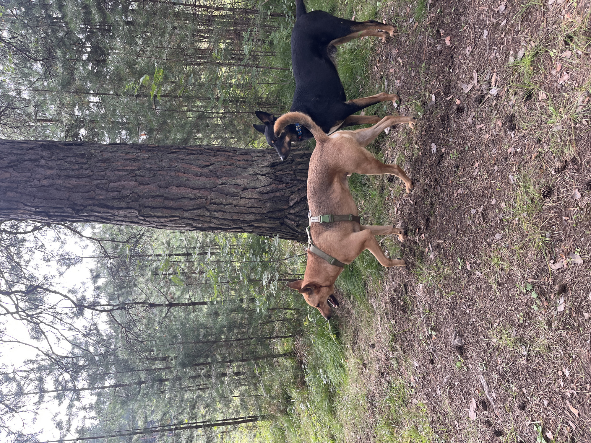Two dogs are in a forest. One dog is tan and the other is black. The tan dog is wearing a green harness and is to the left of the black dog. The black dog is to the right of the tan dog. They are both standing on the ground. The ground is covered in dirt and pine needles. There are trees in the background. The image does not provide enough information to determine the location in the city of Nizhny Tagil, Russia.