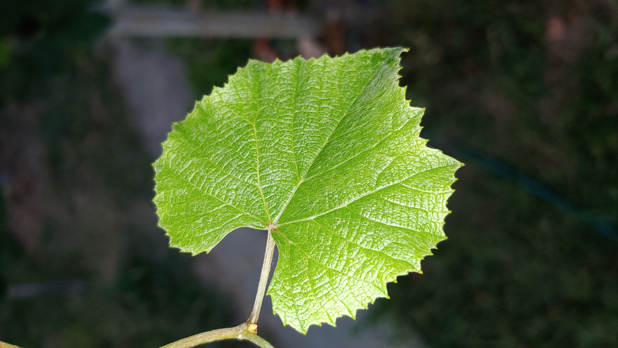 A close-up shot focuses on a bright green, heart-shaped leaf with serrated edges. The leaf exhibits a prominent veined texture and is attached to a thin stem on the left side of the frame. The background is out of focus, showing dark green foliage and a blurred pathway or ground. The lighting highlights the leaf's texture and translucency. There are no people or any identifiable landmarks or objects that would indicate the specific location within Mukachevo, Ukraine.