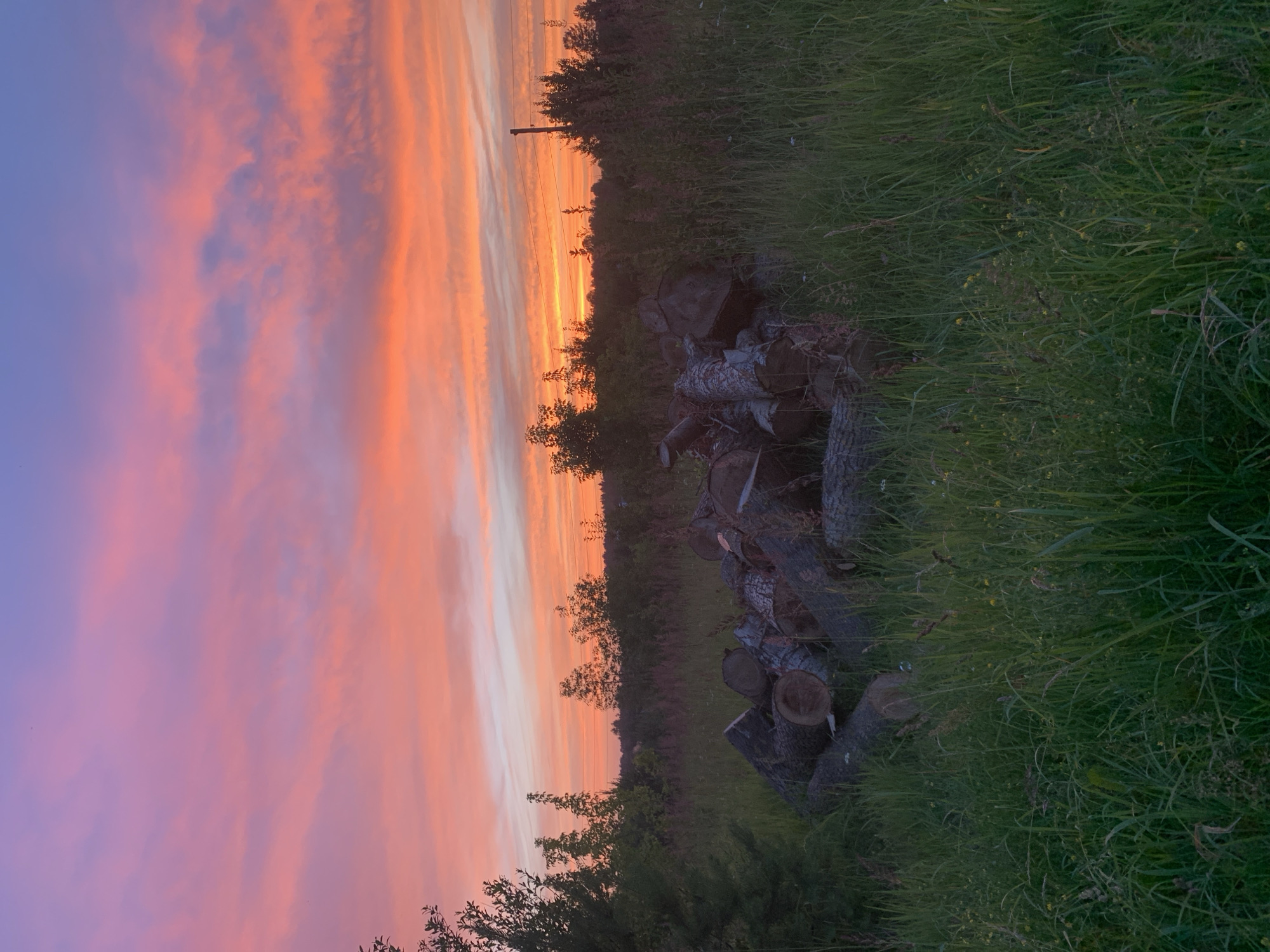 A pile of logs lies in a grassy field under a vibrant sunset sky. The sky is filled with swirling clouds in shades of pink, orange, and purple. In the foreground, the logs are stacked haphazardly, some showing their circular cross-sections. Tall green grass surrounds the logs, with scattered wildflowers visible. In the background, trees and vegetation create a natural horizon line, with a fence post visible on the right side. The scene appears to be in a rural or natural setting, possibly in Sergeevo, Russia, given the context. There are no people or animals present in the image.