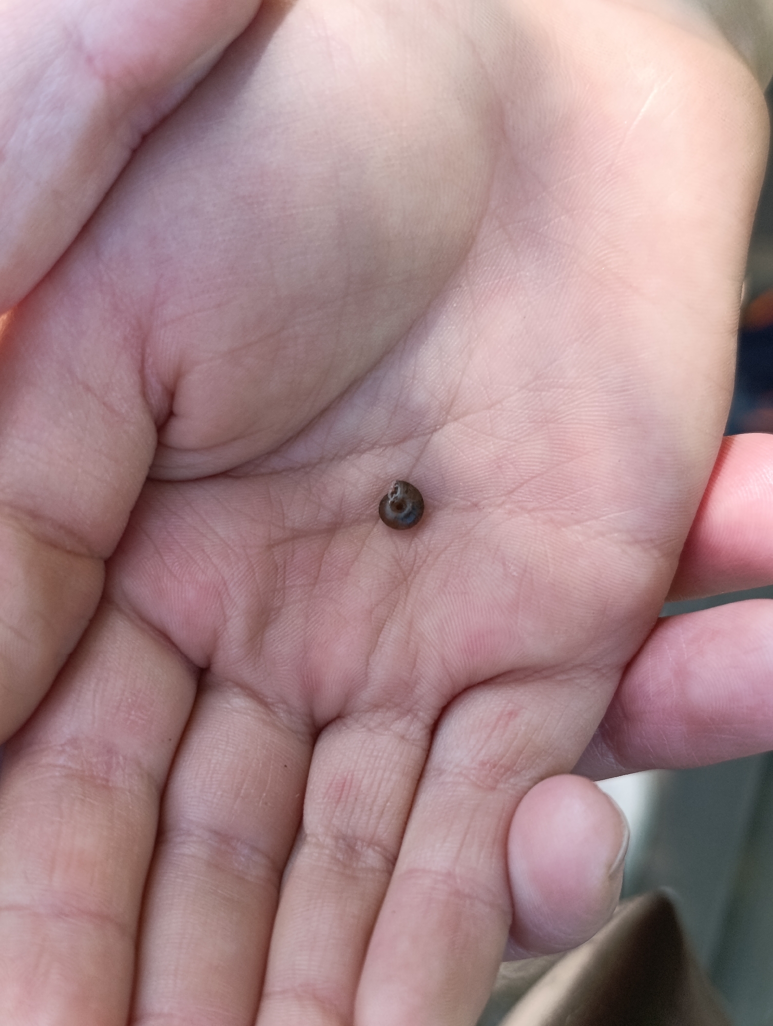 A light-skinned human hand is centrally depicted, palm open and slightly cupped. Resting on the palm's center is a single, small, dark-colored gastropod shell, approximately 3-4 millimeters in diameter, exhibiting a compact spiral and a dark, open aperture. The hand shows typical dermatoglyphic patterns and minor creases. The background is out of focus and indistinct. The observed location is the city of Moscow, Russia.