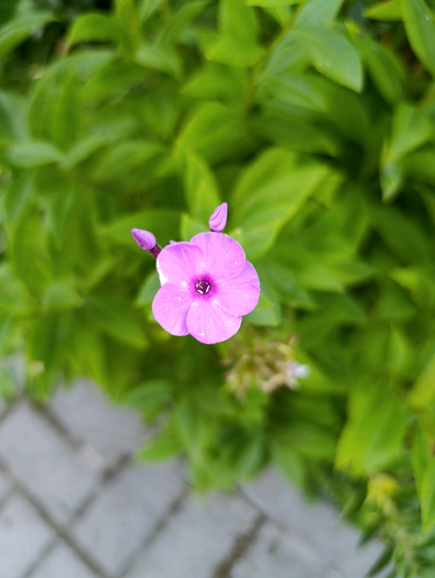A single pink phlox flower with two buds is centered in the frame, in focus against a blurred background of green leaves. The flower has five petals and a dark purple center. Two unopened buds are visible to the left of the flower. Below the flower and to the left, a blurred section of gray paving stones is visible. The image was taken outdoors in Cherkasy, Ukraine, at street level.