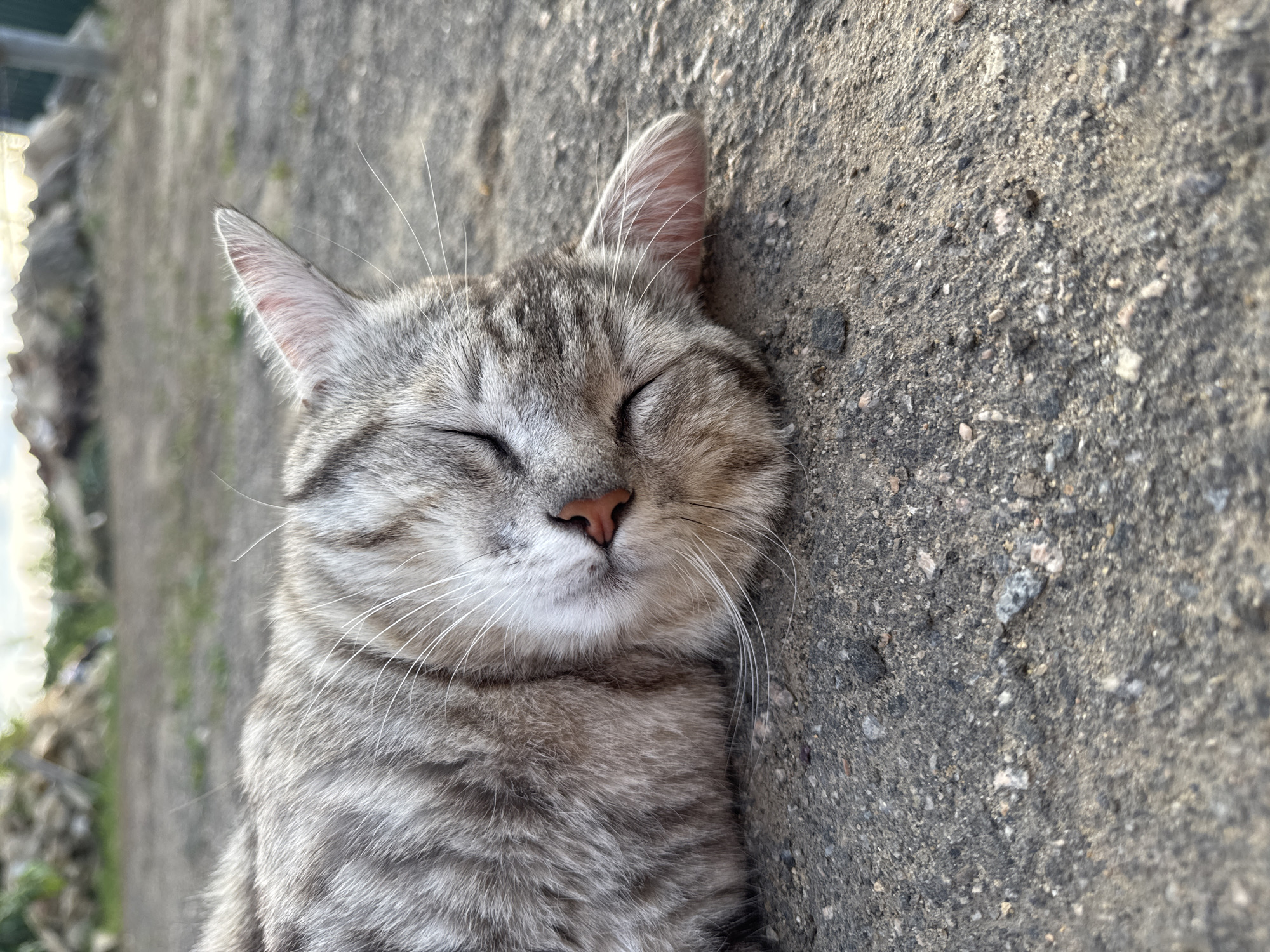 A gray tabby cat sleeps on a rough, dark gray asphalt surface. The cat is lying on its side, facing left, with its eyes closed and its head tilted back slightly. Its fur is a mix of light and dark gray stripes, with some lighter cream-colored fur on its face. The cat's nose is a light pink color, and its whiskers are long and white. The background is out of focus, but appears to be an outdoor area with some foliage and a fence in the distance. The lighting suggests it is daytime, likely late afternoon or early evening due to the warm, golden light.