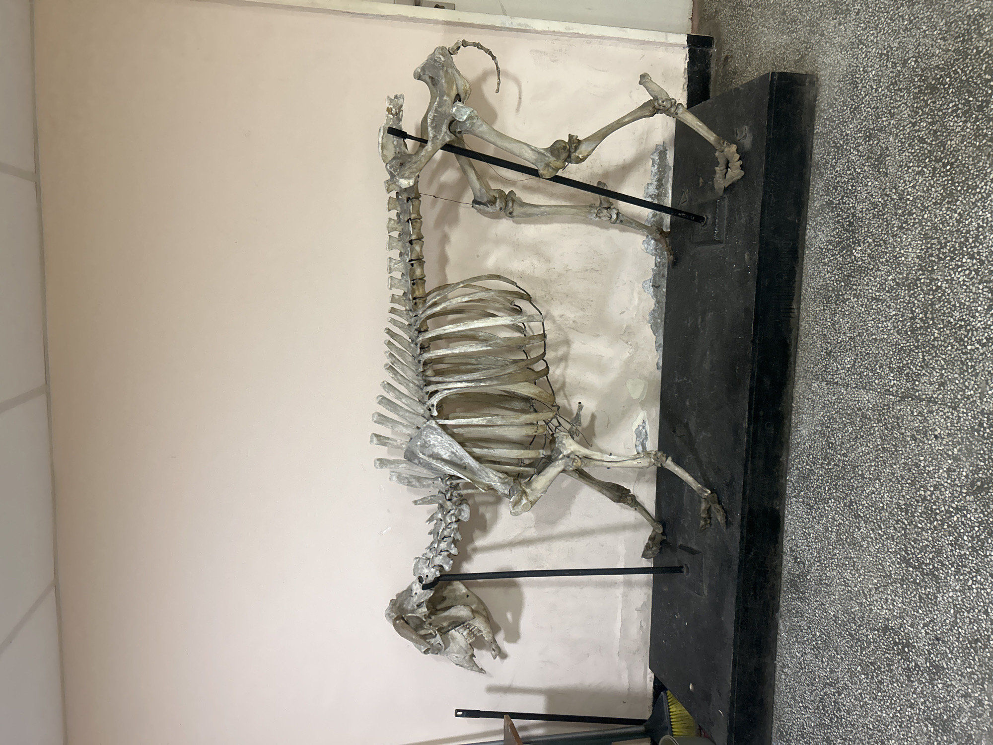 A taxidermied animal skeleton is displayed on a black stand. The skeleton appears to be of a quadrupedal mammal with a well-defined rib cage, spinal column, and limbs. The skeleton is positioned against a pale, off-white wall. To the right of the stand is a section of gray speckled flooring. The location is likely a museum or educational setting in Sofia, Bulgaria.