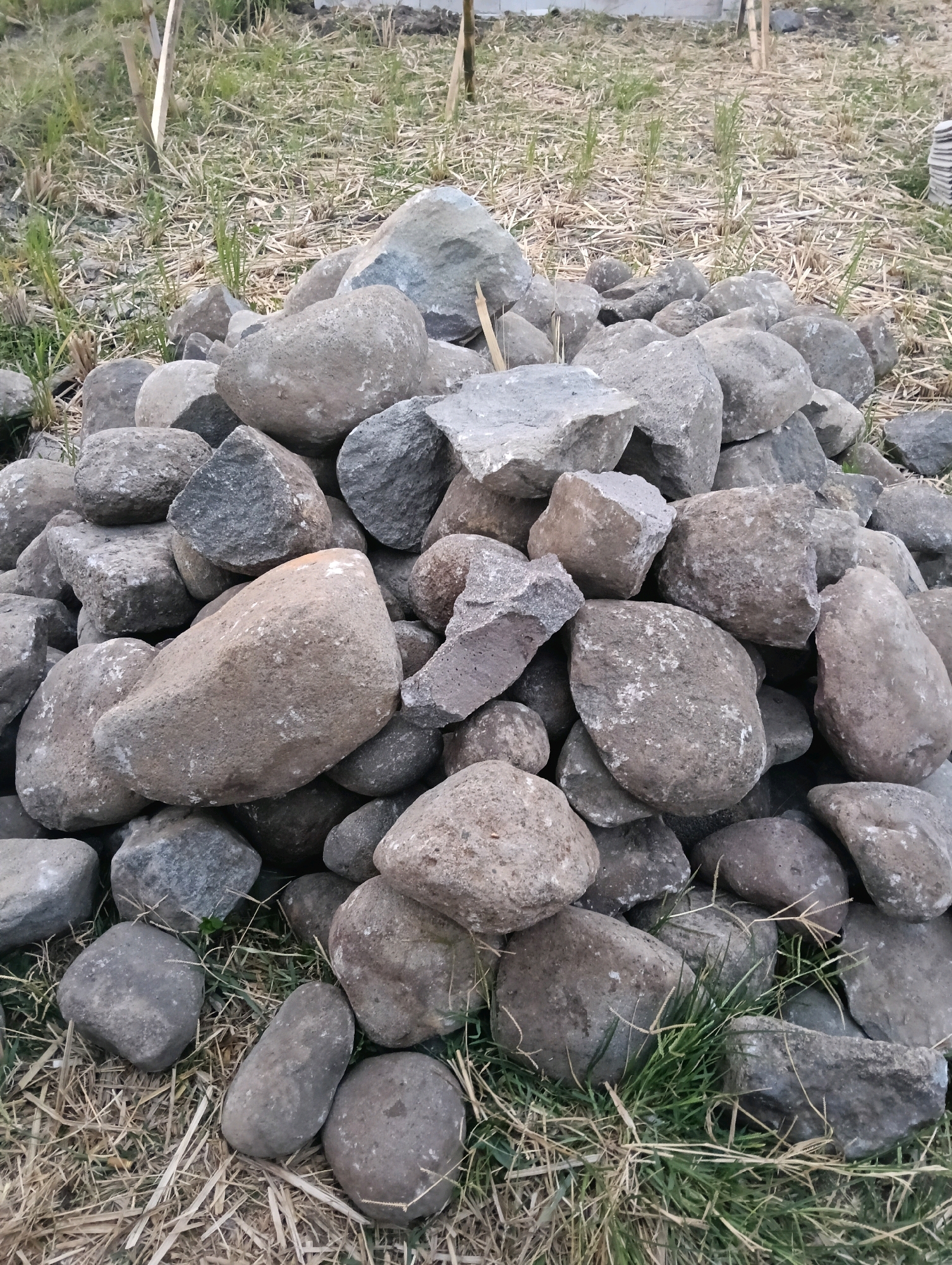 A pile of rocks of various sizes and shapes is scattered on dry grass and a small amount of green grass. The rocks are predominantly gray and brown. Some of the rocks are smooth and rounded, while others are rough and angular. In the background, there are some thin, vertical bamboo-like poles and more dry grass. The overall scene appears to be an outdoor area in Ampeldento, Indonesia.