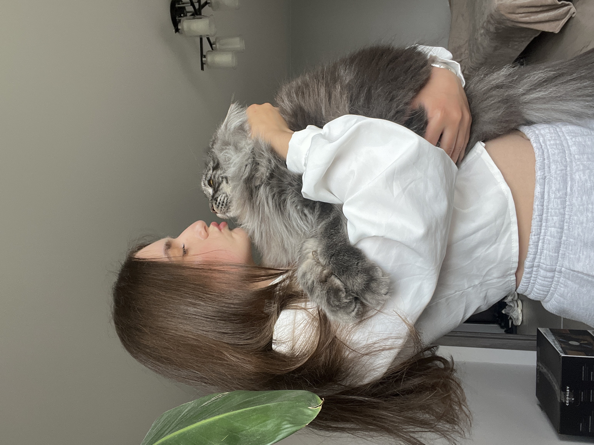 The image depicts a young adult female holding a large, long-haired grey cat, stated to be in Ternopil, Ukraine. The female subject, with long brown hair, is positioned in profile, facing right. Her eyes are mostly closed, and her lips are pursed as if kissing the cat's head. She wears a white long-sleeved cropped top and light grey sweatpants. Her left arm supports the cat from underneath, and her right hand rests on the cat's back.
The cat, a substantial grey feline with prominent facial markings and a very bushy tail, is held close to the woman's chest. Its eyes are open, looking upwards and slightly to the right.
The setting is an indoor domestic environment. To the far left, a large green leaf of a houseplant partially frames the scene. In the lower-left background, a black box labeled "CROSLEY" is visible on a low surface. The background wall is a light, neutral grey. On the right side, a multi-bulb ceiling light fixture with several white/frosted glass shades hangs from a white ceiling. A light-colored sofa or bed, partially covered with a beige throw blanket, is discernible in the mid-right background. Further back on the right, through an open doorway, a pair of light-colored athletic shoes are visible on the floor. The interaction between the woman and the cat conveys clear affection.