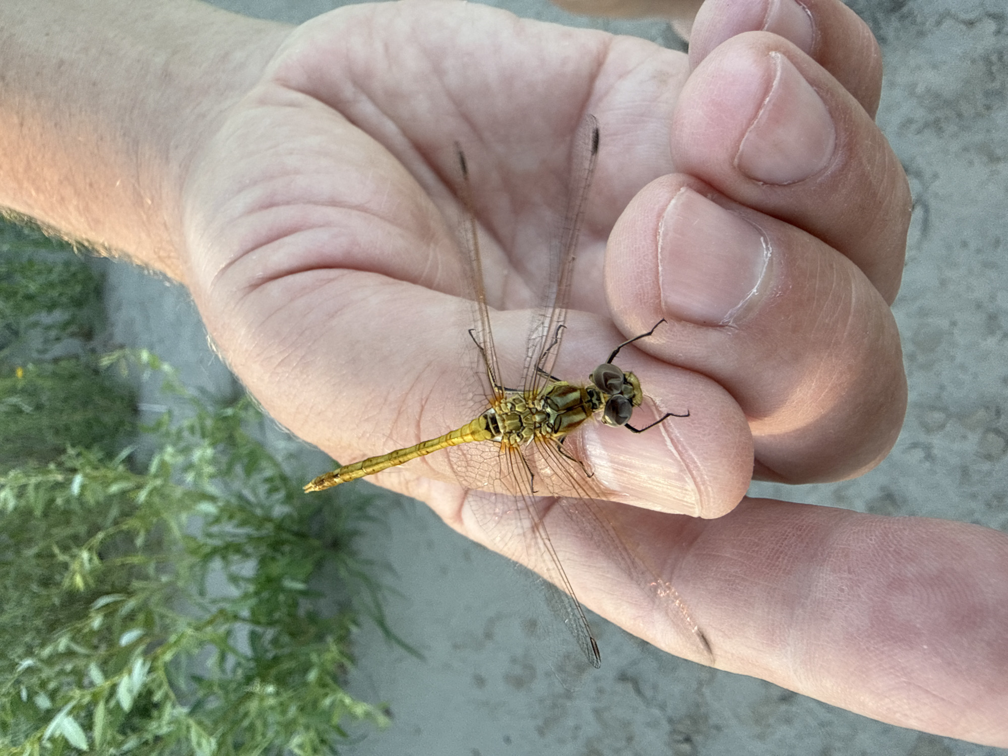 A close-up, high-angle shot shows a person's right hand holding a yellow dragonfly. The dragonfly is positioned on the person's palm and fingers, with its head facing towards the person's thumb and its abdomen extending upwards. The dragonfly's translucent wings are spread open, with visible veins. The person's hand shows skin texture and fingernails. In the background, out of focus, is green foliage and a sandy or gravelly surface, possibly indicating an outdoor environment. The image does not contain enough information to determine its location in Pavlodar, Kazakhstan.