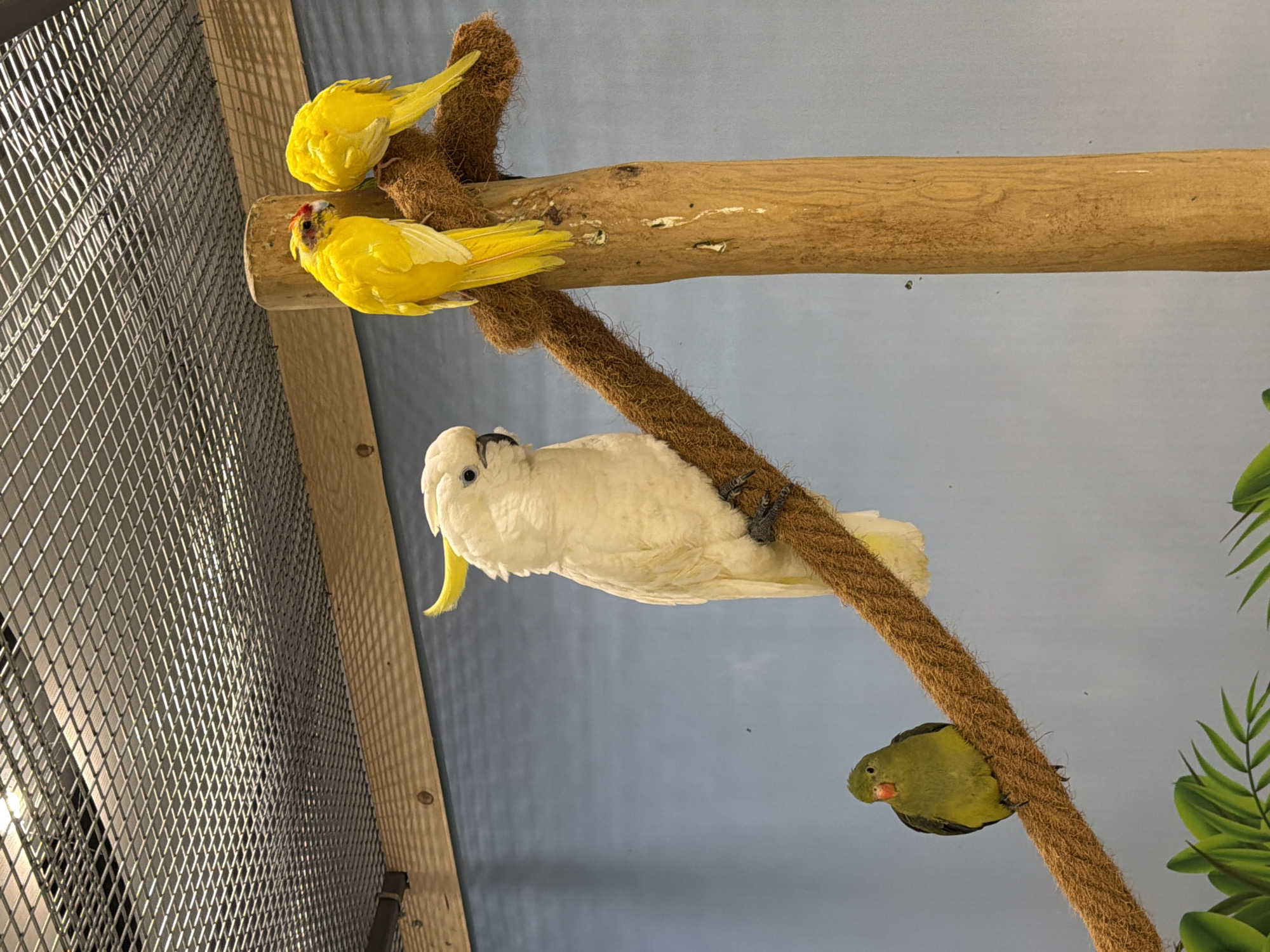 Four parrots are perched on a thick, brown, textured rope that is angled across the frame. From left to right, the first parrot is small and green with an orange beak. The second parrot is large, white, and has a yellow crest, perched centrally on the rope, looking to its left. To the right of the white parrot, two smaller yellow parrots are perched on the rope. One yellow parrot is facing left, and the other is facing away from the camera. The rope is wrapped around a vertical wooden pole, which is positioned slightly off-center to the right. The background is a plain, light blue wall. Above the scene, a metal mesh ceiling is visible, with wooden beams supporting it. At the bottom left of the frame, some green leaves are partially visible, suggesting foliage. The image appears to be taken indoors, possibly in an aviary or zoo. There is no identifiable location within the city of Burgas, Bulgaria, or any specific context for this scene.