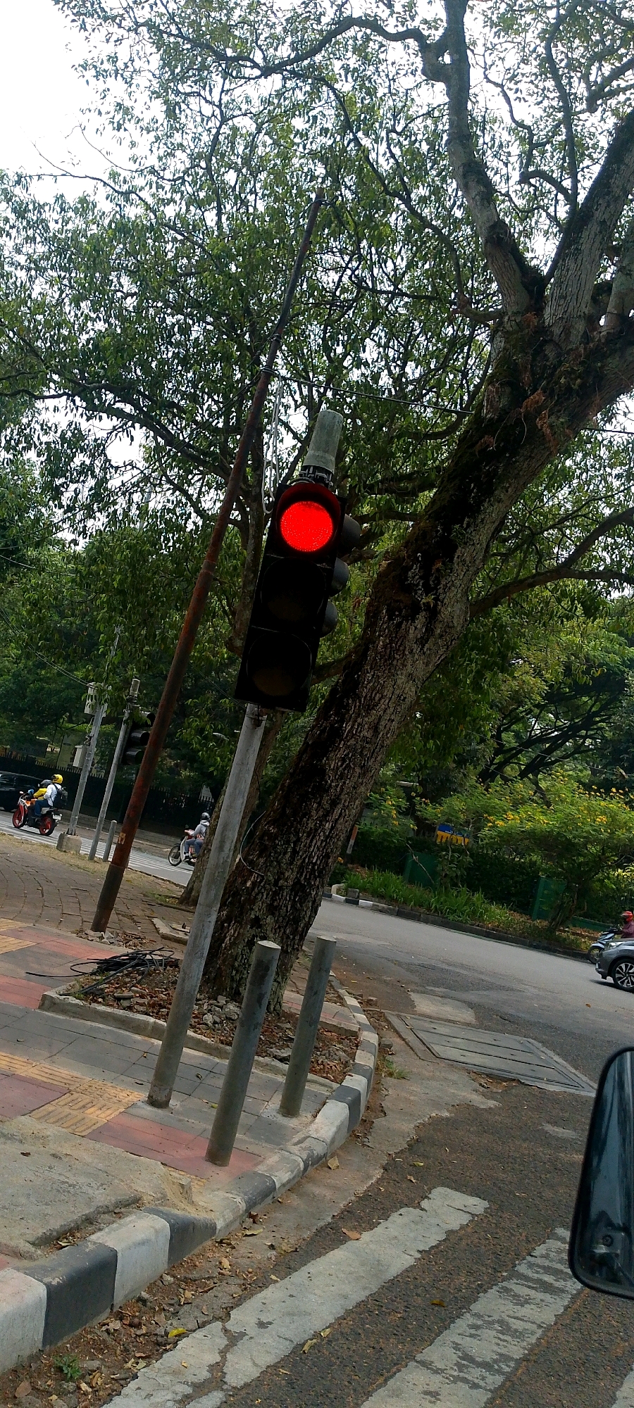 A traffic light showing red is prominently displayed in the foreground, positioned on a metal pole. The traffic light is vertical, with three circular lenses, the uppermost of which is illuminated red. Behind the traffic light, a large tree with textured bark and dense foliage dominates the right side of the frame. The tree's branches extend upwards and to the left, partially obscuring the sky, which appears overcast.
To the left of the traffic light, another pole, seemingly older and rusted, is visible. The immediate ground area features a sidewalk with a textured pattern, bordered by a curb painted with black and white stripes. Some dry leaves and debris are scattered on the ground. Beyond the sidewalk, a paved road is present, with a crosswalk indicated by white stripes.
Several vehicles and individuals are present on the road. On the left side of the road, a person wearing a yellow helmet rides a red motorcycle. Further down the road, another person on a motorcycle is visible, moving away from the viewer. On the right side of the road, the rear of a silver car is seen. The background consists of more trees and greenery, suggesting a park or a tree-lined street. The overall setting appears to be an urban environment in Bandung City, Indonesia.