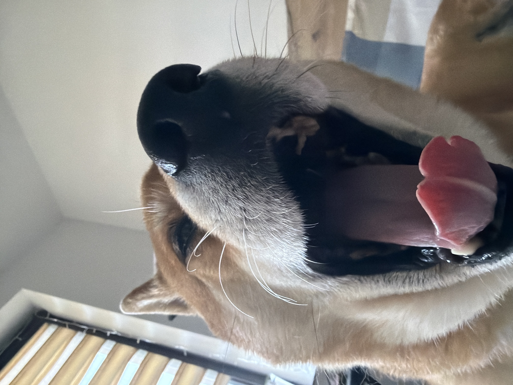 A close-up, low-angle shot shows a Shiba Inu dog yawning. The dog's mouth is wide open, revealing a pink tongue and teeth. Its nose is prominent in the foreground, and its fur is a mix of tan and white. The background is blurred, but suggests an indoor setting with light-colored walls and possibly blinds or curtains on the left. There is no indication of the location being Priseltsi, Bulgaria.