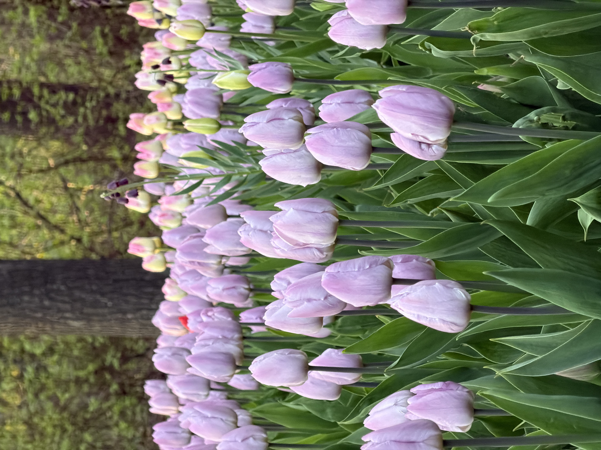 The image shows a close-up of a field of light purple tulips with green leaves, located in Saint Petersburg, Russia. A tree trunk and greenery are visible blurred in the background. One red tulip is present. The tulips are tightly packed, suggesting a cultivated garden or park setting.