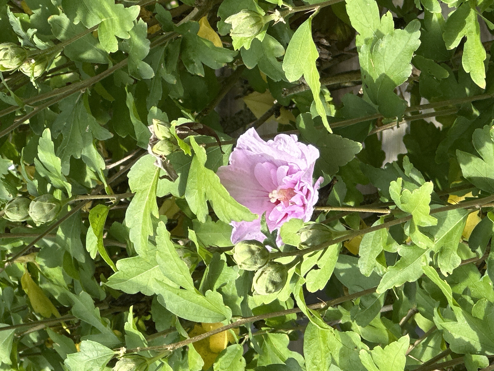 This image captures a close-up view of a flowering plant, likely a hibiscus, amidst lush green foliage. A single, delicate pink flower is in bloom, its petals unfurling to reveal a vibrant center. Surrounding the flower are numerous green buds, suggesting the plant is in various stages of development. The leaves are a rich green, with some showing slight yellowing, indicating possible variations in sunlight exposure or the plant's natural cycle. The background is a dense layering of leaves and stems, with hints of sunlight dappling through, creating a natural, outdoor setting. The overall impression is one of natural beauty and growth. This scene could be found in a park, garden, or even a residential area within the city of Krefeld, Germany.