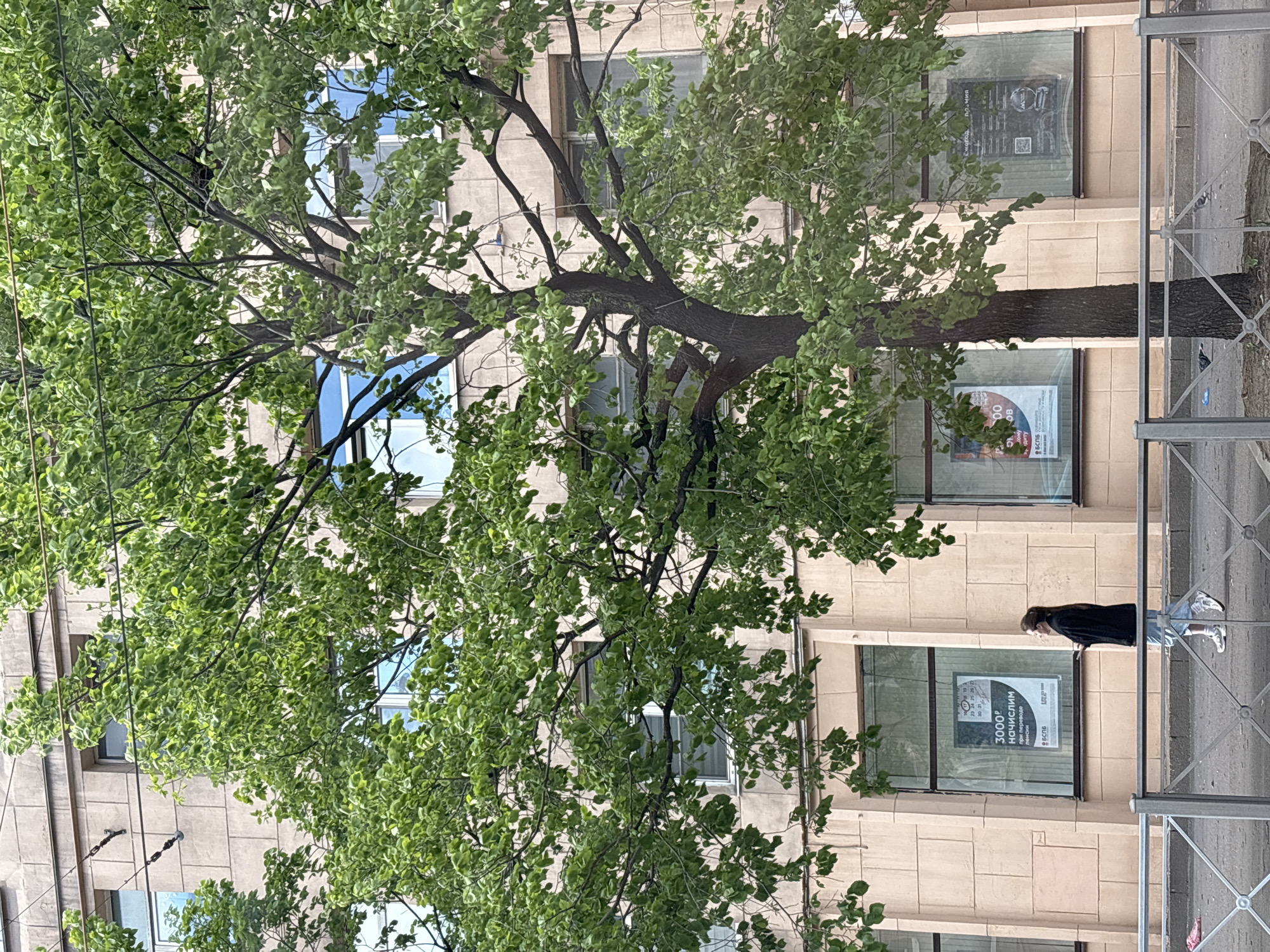 Here is a description of the image:
The image shows a street scene in Saint Petersburg, Russia, featuring a building with large windows. The building is a light brown color and has multiple windows. A tree with green leaves obscures part of the building. A woman wearing a black top and jeans is standing on the sidewalk in front of the building, looking at something inside the building through one of the windows. There are advertisements or posters visible in the windows. A metal fence runs along the sidewalk. The sky is visible through the branches of the tree. Electrical wires also cross the foreground.
