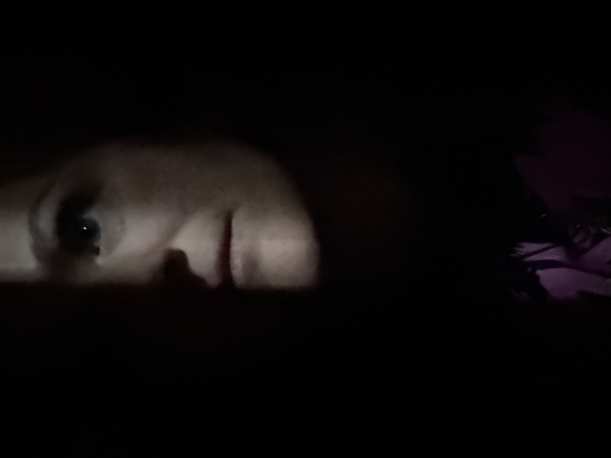 The image shows a close-up of a person's face in dim lighting, with focus on the eye and part of the nose. Part of a pink flower is visible on the right side of the frame. There is not enough information to determine the location.