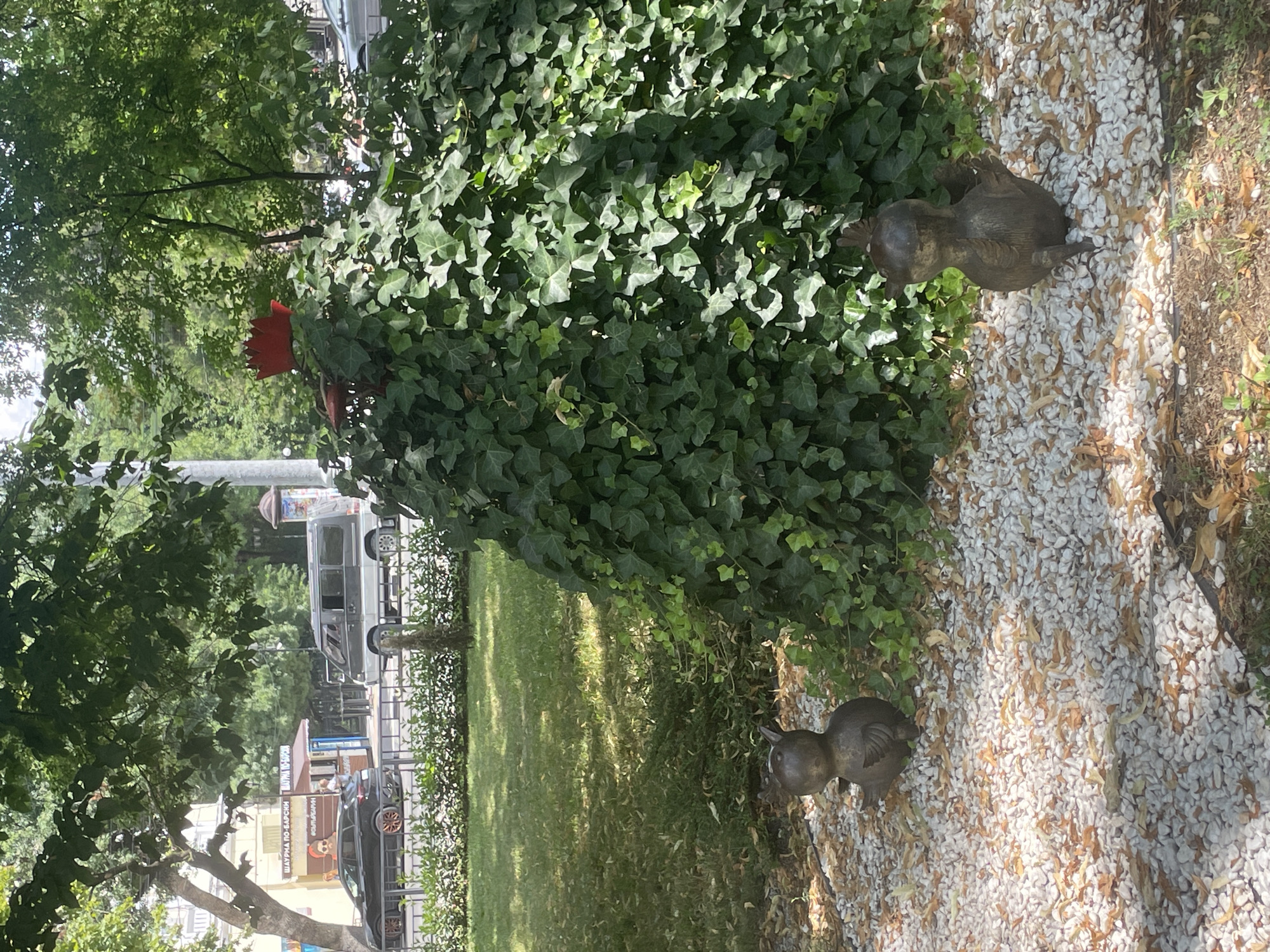 The image depicts an outdoor scene in Novorossiysk, Russia, featuring a landscaped area with two small bird sculptures situated on a bed of white gravel and fallen leaves. A large, overgrown ivy bush dominates the right side of the frame, partially obscuring a red, crown-like object positioned at its apex. In the background, a street is visible with parked vehicles, including a dark grey car and a silver minivan. Buildings and trees line the street, suggesting an urban or semi-urban setting. The overall impression is of a sunny day with dappled light filtering through the foliage.