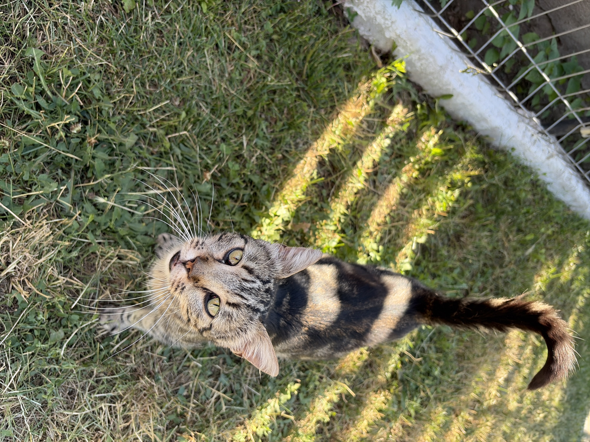 This media file shows a high-angle, close-up shot of a tabby cat outdoors on a grassy area. The cat is the primary subject, positioned in the center of the frame, looking upwards towards the camera. Its fur displays characteristic tabby markings with stripes of brown, black, and grey, and its tail, also striped, curves gracefully behind it. The cat has prominent white whiskers fanning out from its muzzle and bright green eyes.
The setting appears to be a backyard or a natural grassy area, with patches of green grass, some dry blades, and small weeds. Sunlight filters through, casting dappled shadows across the ground, suggesting it is daytime. To the upper right of the frame, a white, textured object runs horizontally, with a wire mesh fence behind it. This fence and the white object could be part of a garden boundary or enclosure.
The cat's posture and upward gaze suggest curiosity or attentiveness towards the person taking the photo. The lighting and shadows indicate a sunny day, possibly late afternoon or early morning given the angle of the light. There is no visible text in the image. The overall impression is of a domestic pet enjoying a moment outdoors in its natural environment. The location context provided, Oxentea, Moldova, aligns with the outdoor, potentially rural or suburban setting depicted.