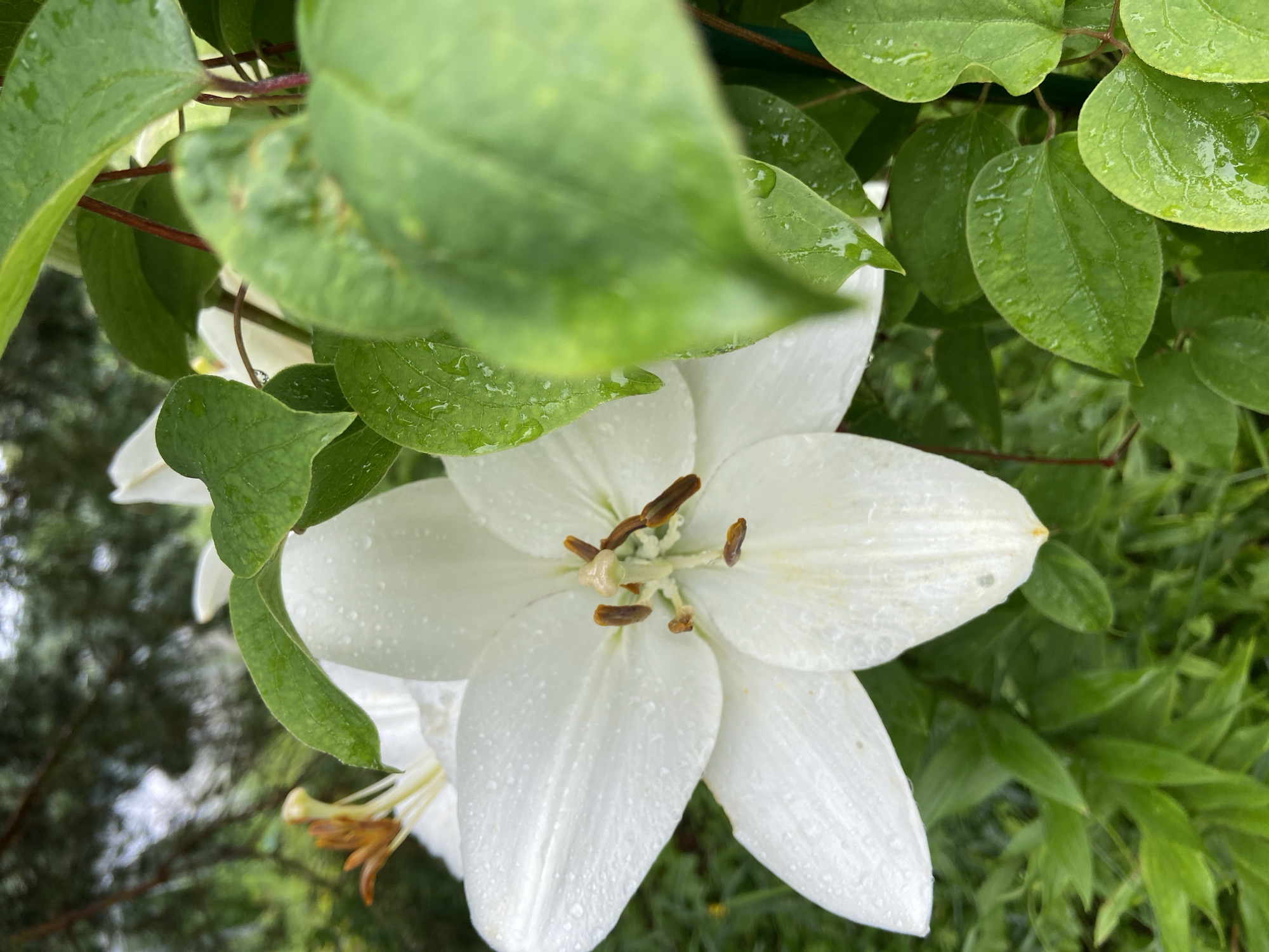 A close-up, eye-level shot showcases a white lily in full bloom, its petals delicately speckled with water droplets, suggesting recent rainfall. The lily is positioned slightly to the left of center, with its stamens, tipped with brown anthers, prominently visible at its core. Lush, green foliage surrounds the flower, some leaves also bearing water droplets, creating a vibrant, natural backdrop. In the upper left portion of the frame, blurred coniferous branches are discernible against a soft, hazy sky, indicating an outdoor setting. The scene appears to be a garden or natural outdoor space, possibly in Novyy Buyan, Russia, characterized by its verdant plant life and the fresh, damp atmosphere after rain. No people or animals are present in the image.