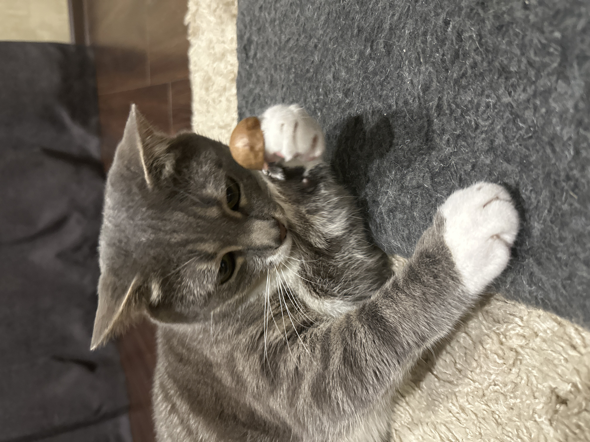 A grey tabby cat with white paws lies on a dark grey rug, which is partially on top of a cream-colored rug. The cat is looking down at its right paw, which is held up and in front of its face. The cat's paw is white and has a small, brown object resting on it. The cat's body is mostly visible, and its fur has grey and darker grey stripes. The background consists of a dark curtain and a wooden floor. The scene is indoors.