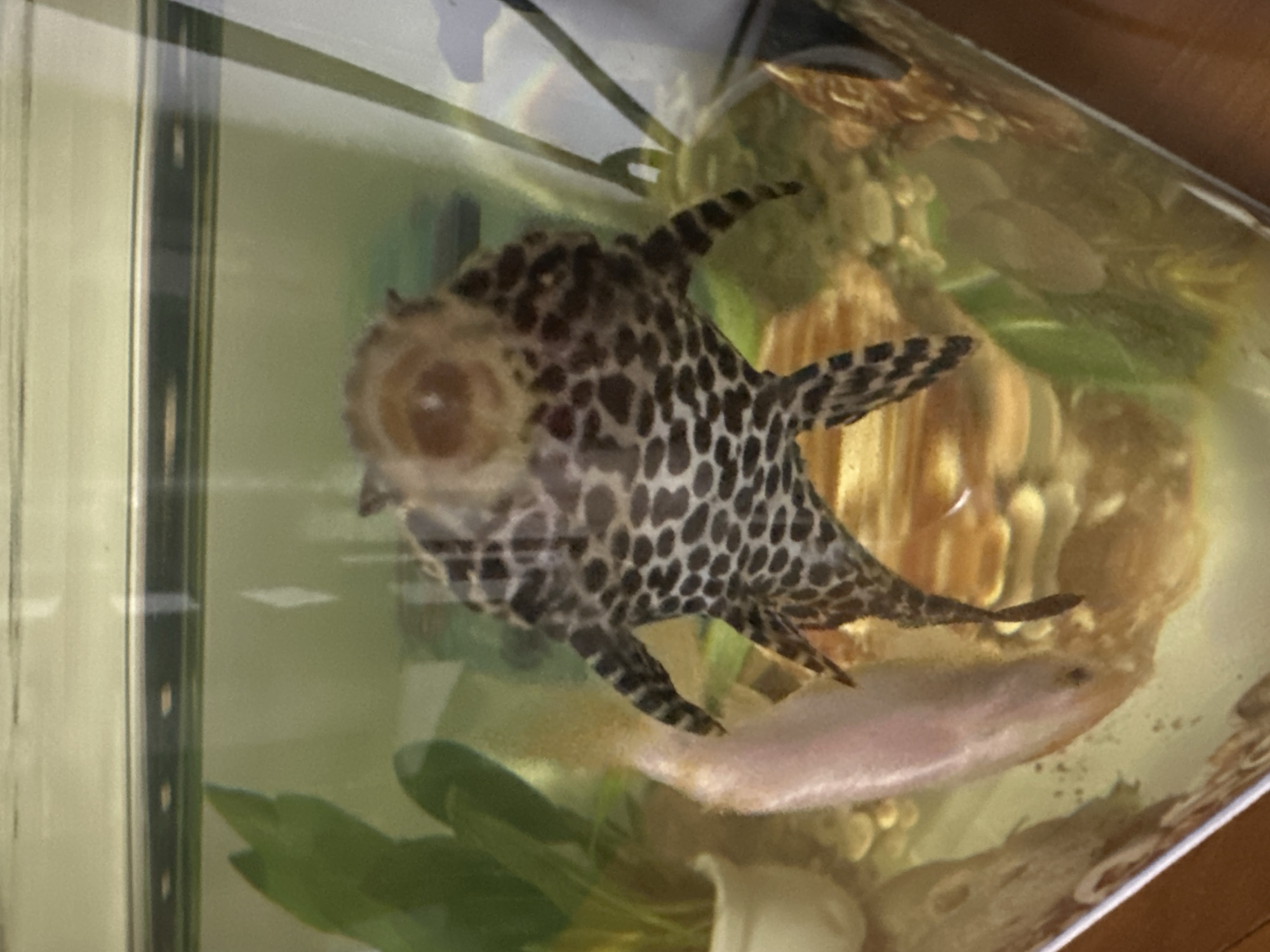 The image depicts an aquarium containing two fish. One is a Plecostomus, easily identified by its distinctive spotted pattern and flattened body. The other fish is a smaller, pale fish, possibly an albino type. The aquarium also contains aquatic plants, decorative objects, and gravel. The aquarium is situated near a window or bright light source, based on the light reflections in the glass. Specific location within Bac Nha Trang Ward, Vietnam, cannot be determined from the image.