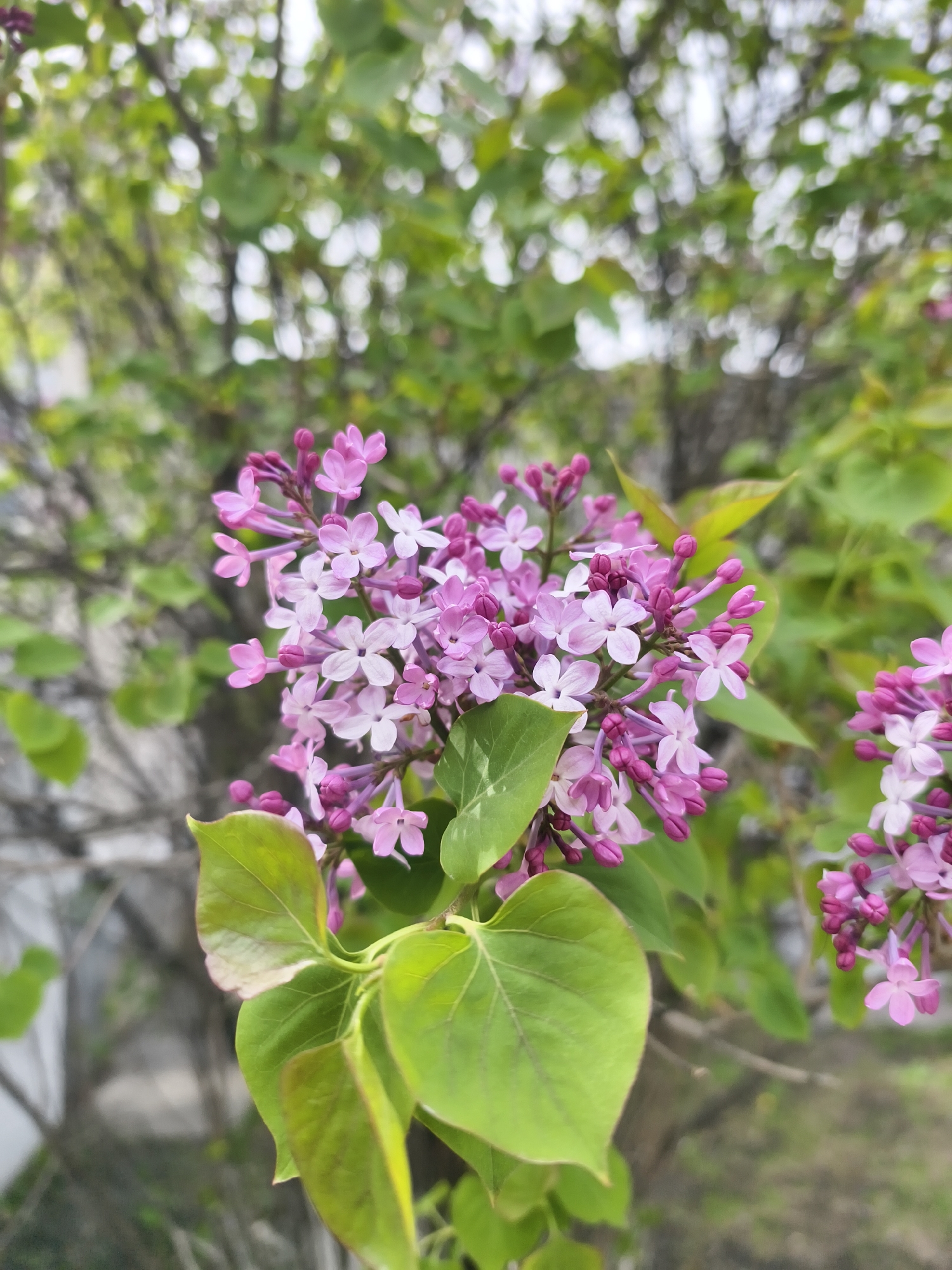 The image shows a close-up of a lilac bush in bloom. The blossoms are a mix of pale purple and white, and the leaves are a vibrant green. The background is blurred, suggesting the location is outdoors with other foliage present. There are no people visible. It's impossible to independently verify the location as Magdagachi, Russia, based on the visual data.