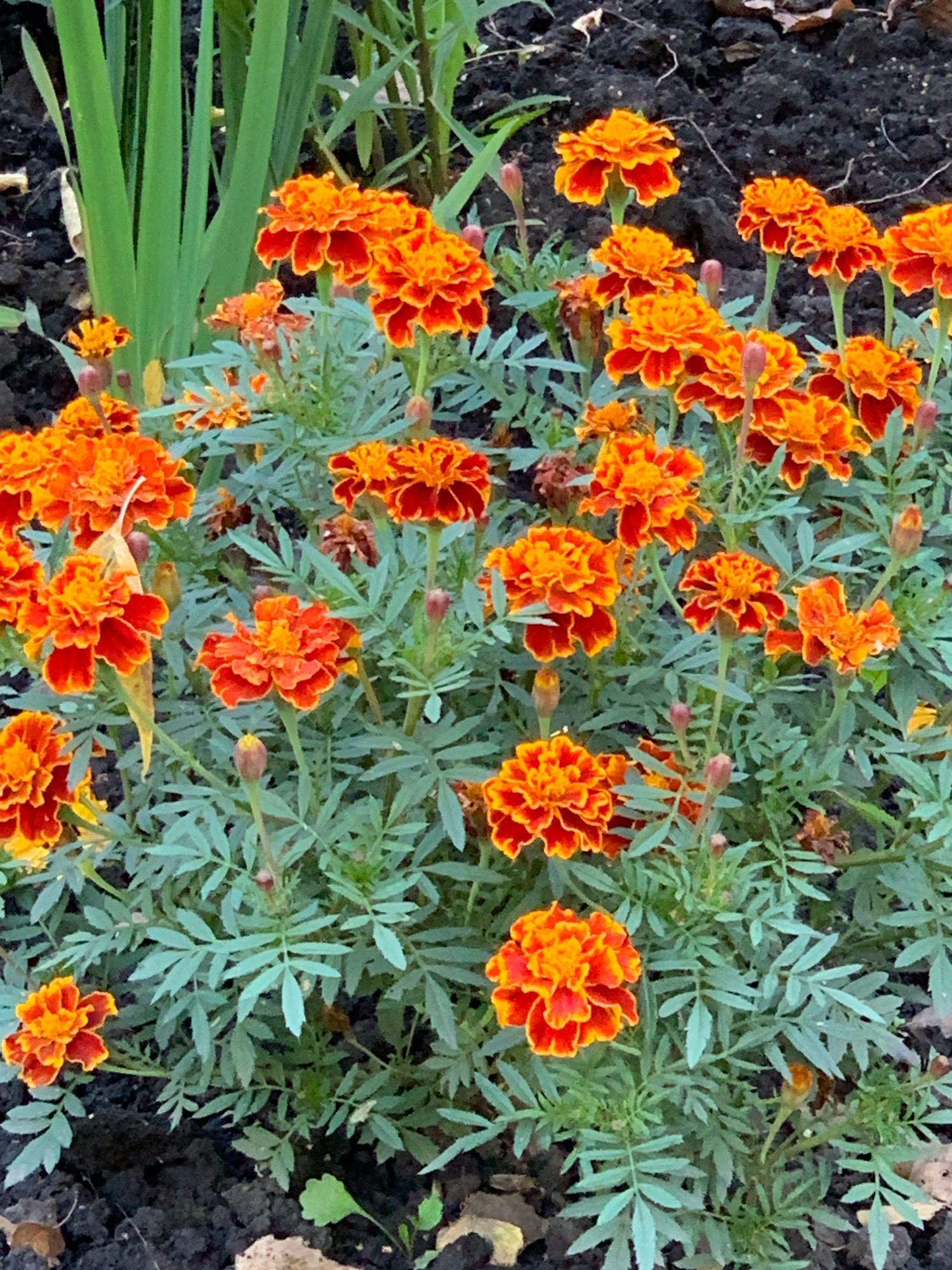 The image shows a close-up view of a cluster of marigolds with bright orange and red petals, interspersed with green, feathery foliage. The flowers are in various stages of bloom, with some fully open and others still in bud. The background consists of dark, loose soil, suggesting an outdoor garden setting. There are no people, animals, or man-made structures visible. The image appears to be a photograph taken in natural light, focusing on the vibrant colors and textures of the flowers. The location of Prokopyevsk, Russia, is not visually discernible from the image content.