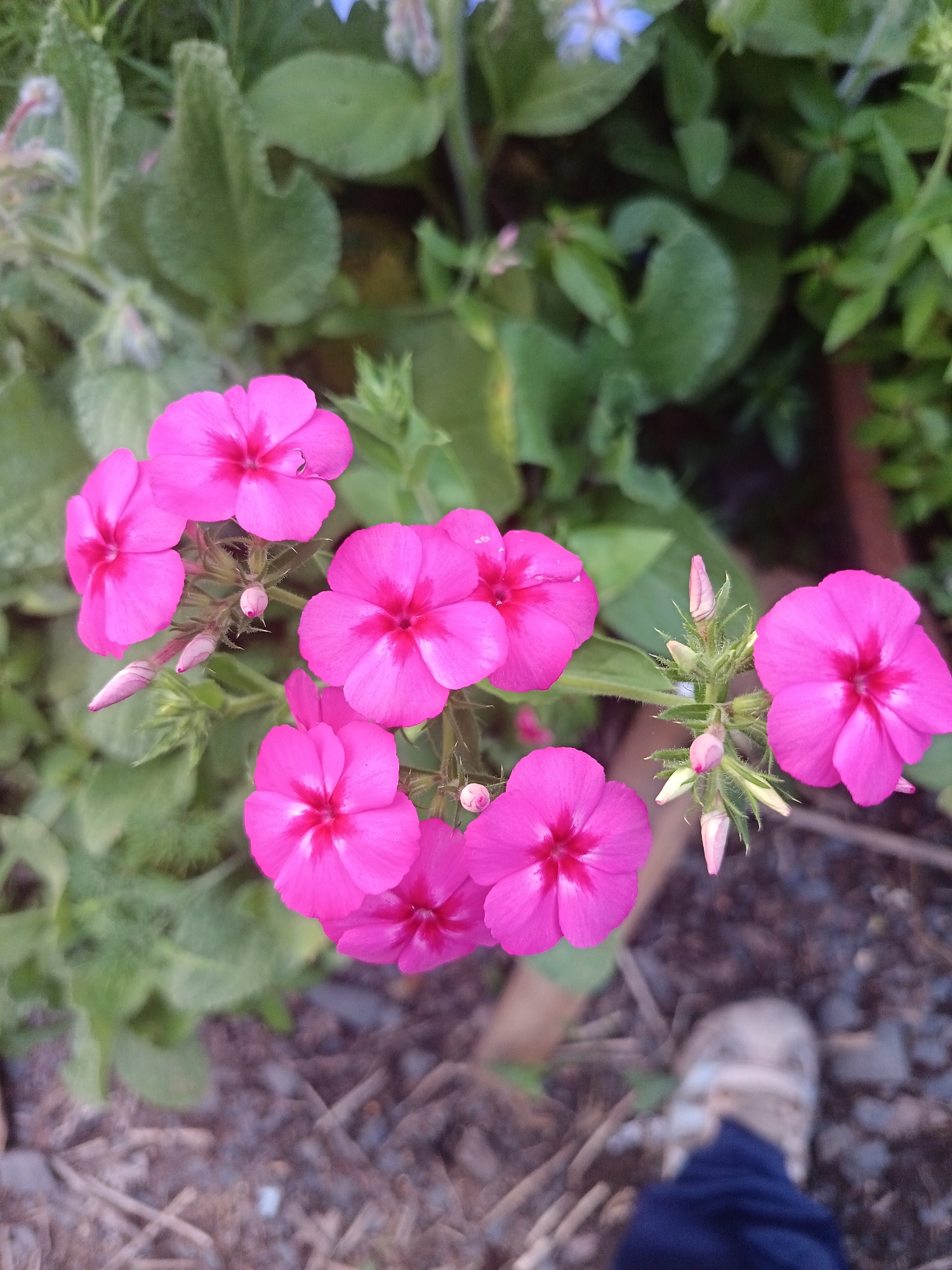 A close-up, top-down view captures a cluster of bright pink phlox flowers in bloom, their petals unfurling to reveal vibrant centers. Several buds, still tightly closed, hint at future blossoms, their pink tips peeking out from fuzzy green sepals. The flowers are surrounded by soft-focus green foliage, creating a lush backdrop. In the lower right quadrant of the image, the blurred form of a person's leg and foot, clad in a dark blue garment and a light-colored shoe, enters the frame, suggesting a person is tending to or observing the flowers. The ground beneath is a textured mix of dry twigs and dark soil, indicative of an outdoor setting, possibly a garden. The image does not contain enough information to determine its location within Amursk, Russia.