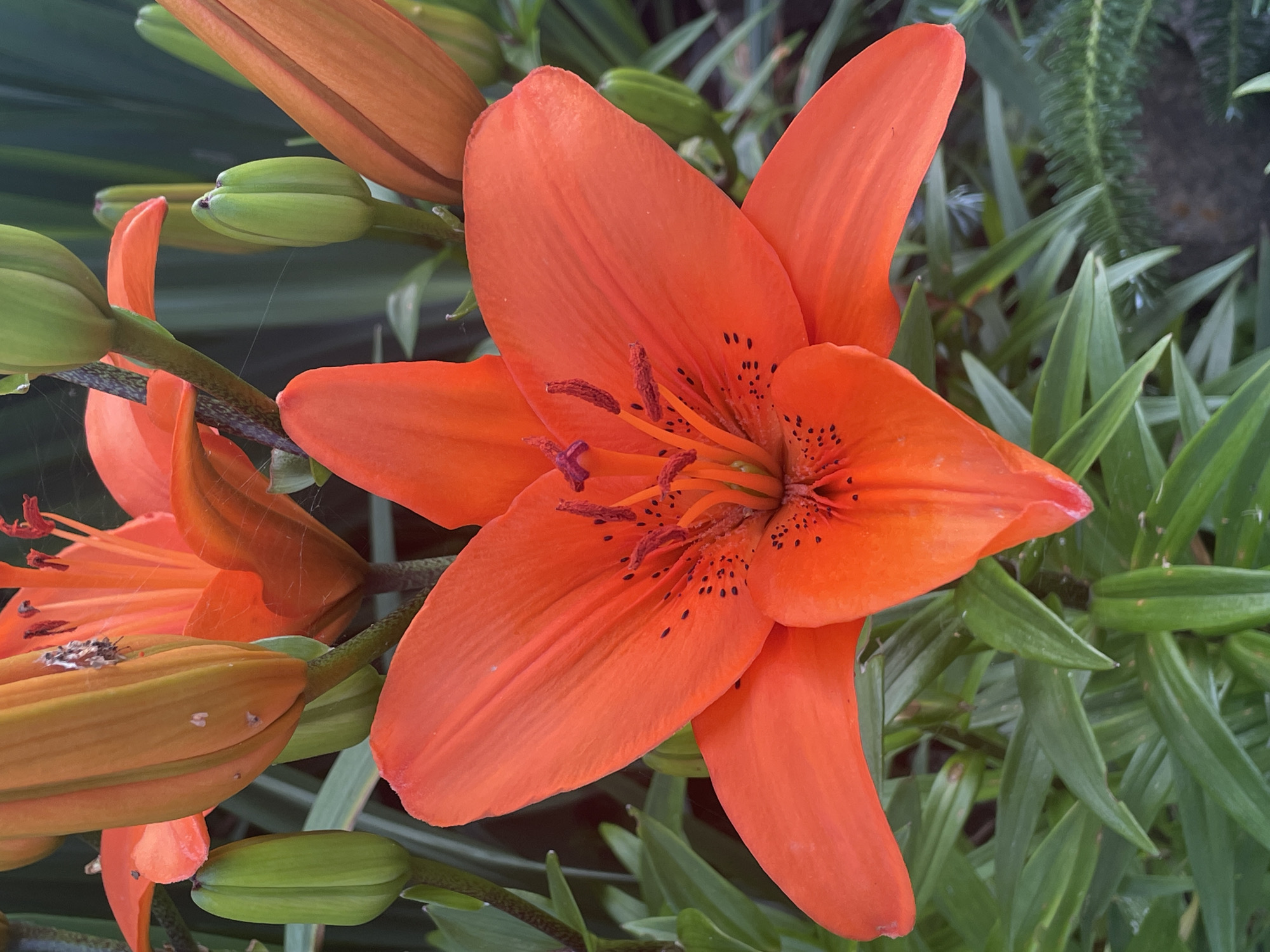 A close-up, eye-level shot showcases an open, vibrant orange lily in full bloom, centrally positioned in the frame. The lily's six petals are slightly curled, revealing dark speckles and dark red anthers tipped with pollen. The flower is surrounded by several green lily buds in various stages of development, some tightly closed and others beginning to unfurl. Lush green foliage forms the background, with some blurred elements suggesting other plants or the natural environment of a garden. The lighting is natural and appears to be daylight, casting soft shadows. The image is sharp and detailed, focusing on the textures and colors of the flora. There are no people or animals visible. The location is specified as Маминское, Russia.