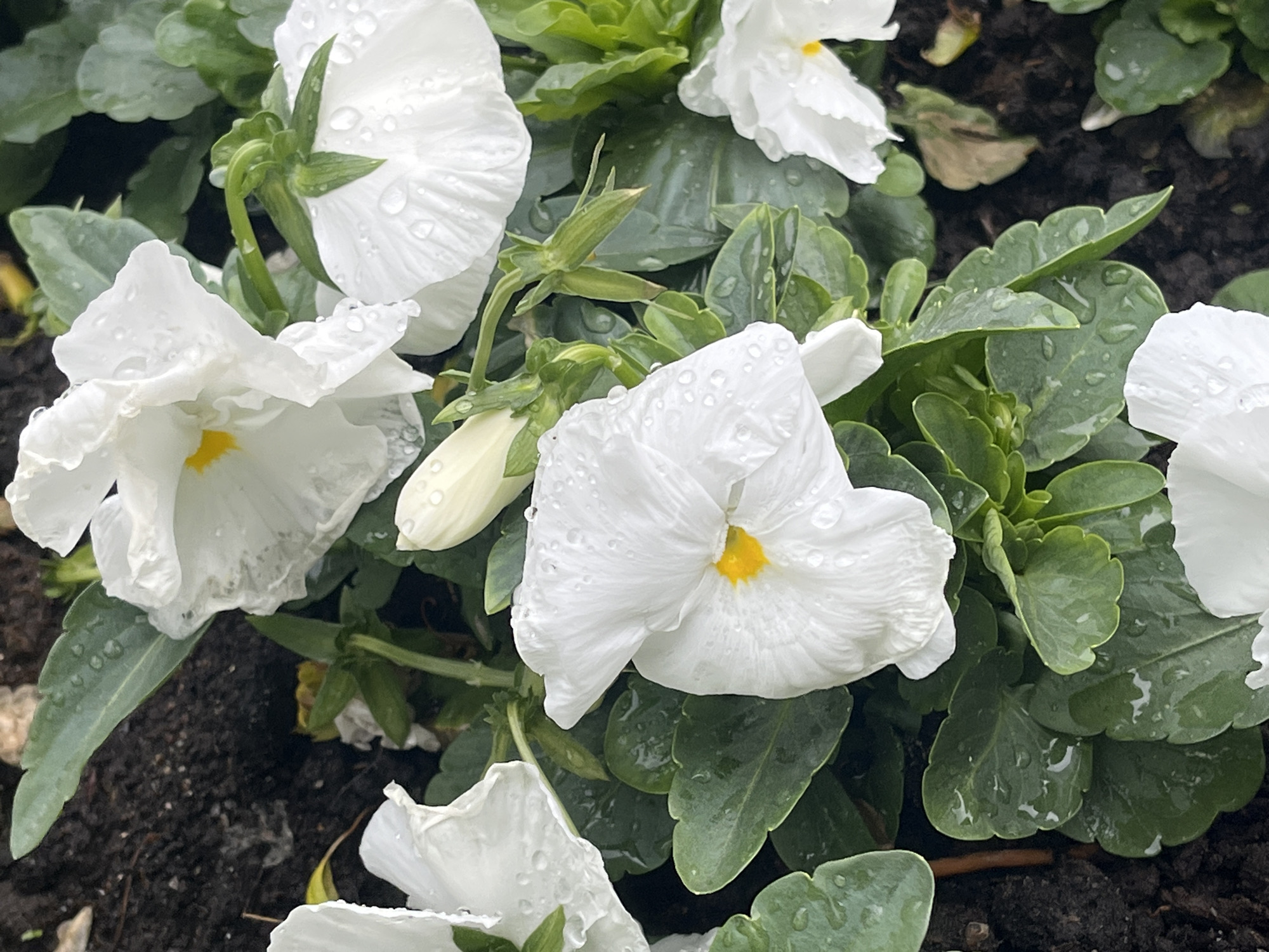 The image shows a cluster of white pansies with yellow centers in a flowerbed. The flowers and leaves are covered in water droplets, suggesting recent rain. The soil is dark and visible between the plants. The location is Saint Petersburg, Russia.