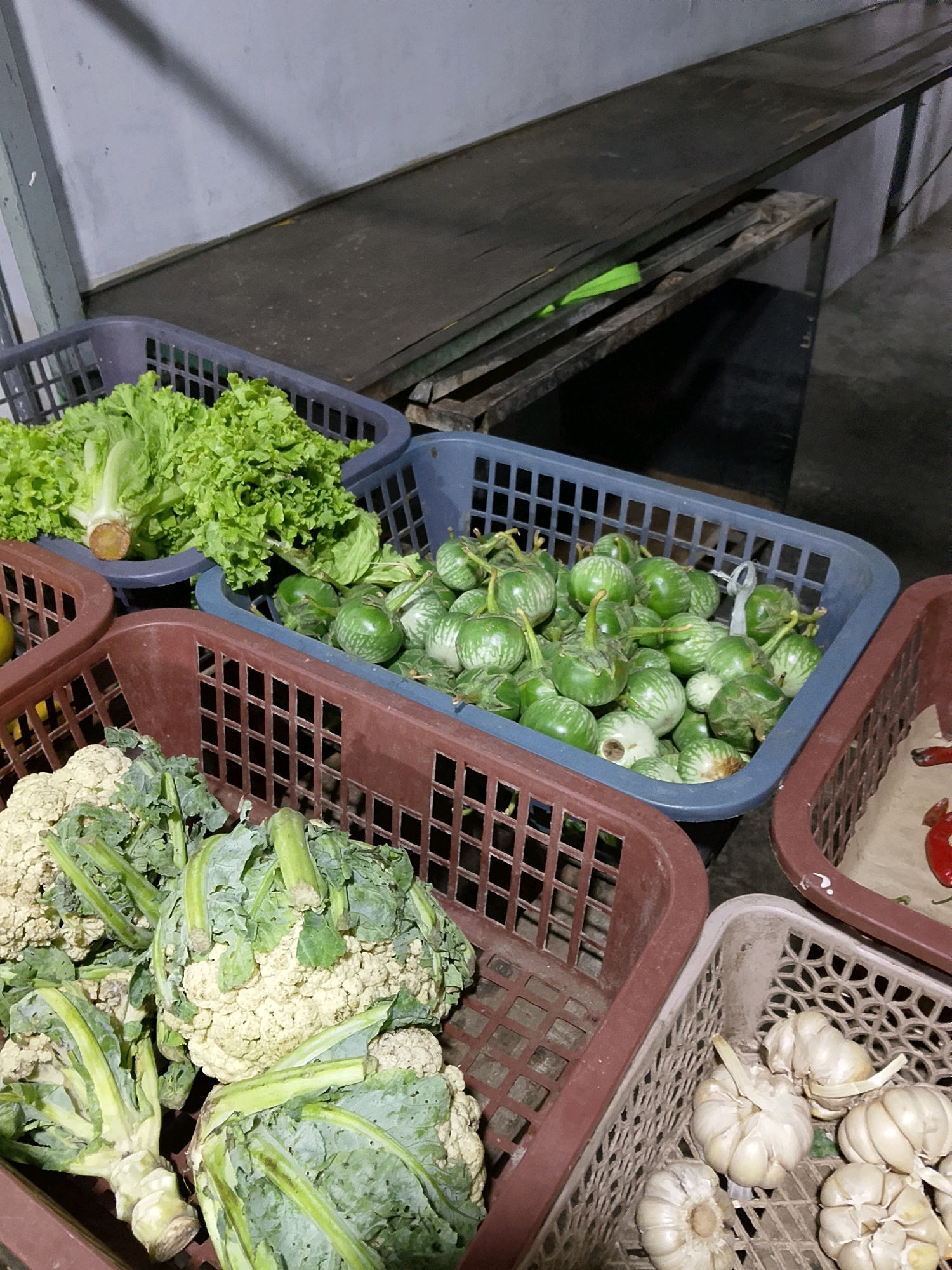 This is a medium shot, eye-level, still life photograph of vegetables in baskets, likely taken at an outdoor market or food stall in the city of Malang, Indonesia. The scene is dimly lit, suggesting it may be evening or indoors.
In the foreground, a large, dark red basket holds several heads of cauliflower and broccoli. The cauliflower is creamy white and tightly packed, while the broccoli has green florets and thick, pale green stems.
To the left, a dark gray plastic basket is filled with bright green lettuce. The lettuce leaves are frilly and appear fresh.
Adjacent to the lettuce basket, a blue plastic basket overflows with small, round, green eggplants. These eggplants have a light green striped pattern and are clustered together.
To the right of the blue basket, another dark red basket is partially visible, containing some red chili peppers on a brown paper lining.
In the far right, a light gray, woven basket contains several bulbs of garlic. The garlic bulbs are off-white and have visible roots and stems.
In the background, a long, dark metal table or counter is positioned horizontally, supported by a dark metal frame. A bright green object, possibly a bag or cloth, is tucked beneath the table. The wall behind the table is a light gray, textured surface. The overall environment appears utilitarian and functional.