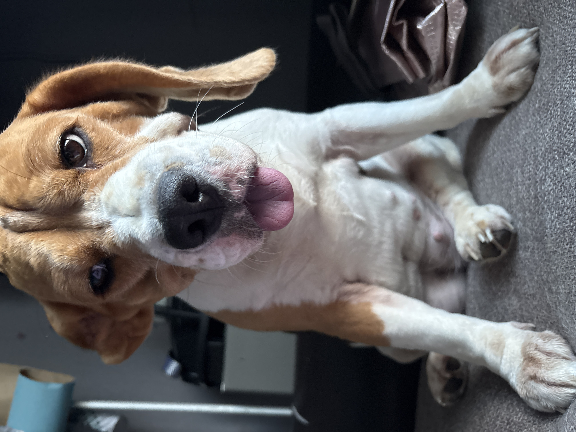 A close-up, head-on shot shows a Beagle dog sitting on a gray, textured surface, possibly a couch or carpet. The dog is mostly white with brown markings on its head and ears. Its tongue is hanging out, and its mouth is slightly open, revealing a pink tongue. The background is dark and out of focus, with some hints of objects that appear to be furniture or personal belongings. The lighting is soft, illuminating the dog's face and front paws. The image appears to be taken indoors, in a residential setting. There is no visible indication of the city of Марковский, Russia, within the image content.