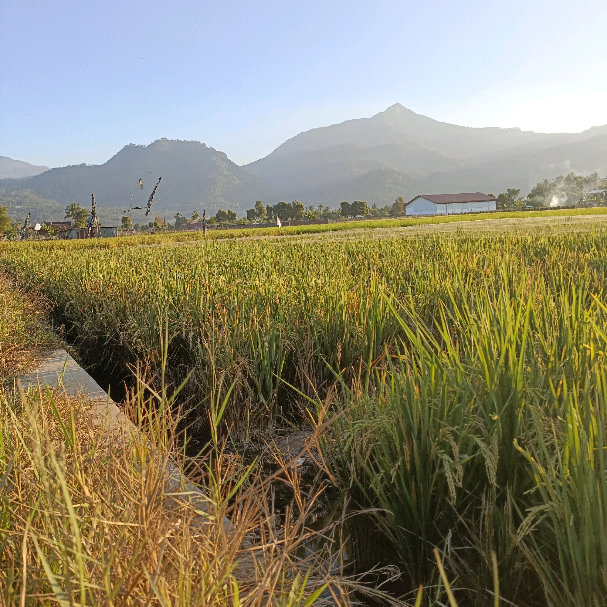 The image depicts a sunlit view of a verdant rice paddy field in Rowosari, Indonesia. The foreground is dominated by lush green rice stalks, some of which show hints of ripening yellow. A narrow irrigation channel, lined with concrete on one side and overgrown dry grasses on the other, runs along the left edge of the frame. In the mid-ground, a white building with a reddish-brown roof stands prominently, appearing to be a warehouse or agricultural facility. Beyond the building, a hazy mountain range stretches across the horizon, bathed in the soft light of the sun. The sky is a clear, pale blue, with no clouds visible. The overall impression is one of rural tranquility and agricultural activity under a bright, clear sky.