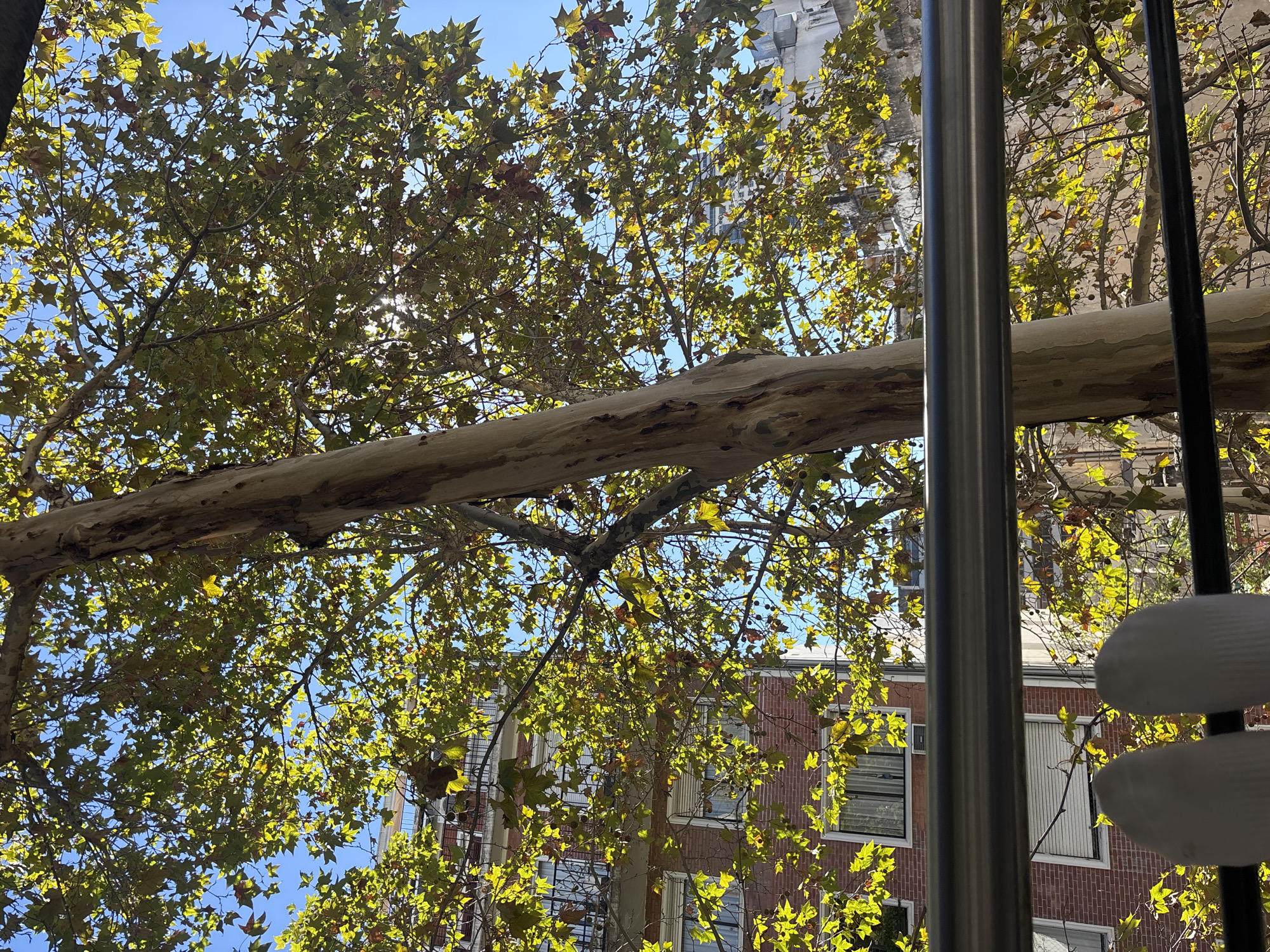 The image offers an upward perspective through the dense canopy of a large tree, against a clear, bright blue sky. A prominent, thick branch with distinctive mottled bark stretches horizontally across the mid-ground. The tree's leaves are a mix of vibrant green and yellowish-green, heavily backlit by direct sunlight, causing them to glow and cast intricate shadows. Sunlight streams through the foliage, creating bright flares.
In the background, visible through gaps in the leaves, are parts of urban buildings. These structures feature red brick facades with numerous windows, some of which have white venetian blinds drawn. On the right side of the foreground, two vertical metal poles – one silver and one black – suggest a railing or balcony from which the photograph was taken. To the far right, two blurry, white, rounded objects, resembling decorative elements or lights, are partially visible.
The scene is set on a sunny day, likely during mid-morning or afternoon, indicated by the intense, high-angle sunlight. The clear sky suggests fine weather. The presence of a mature tree, possibly a London Plane (Platanus x acerifolia), and brick urban architecture aligns with the context of Buenos Aires, Argentina, known for its leafy avenues. There are no people or specific activities depicted. No text is visible in the image.