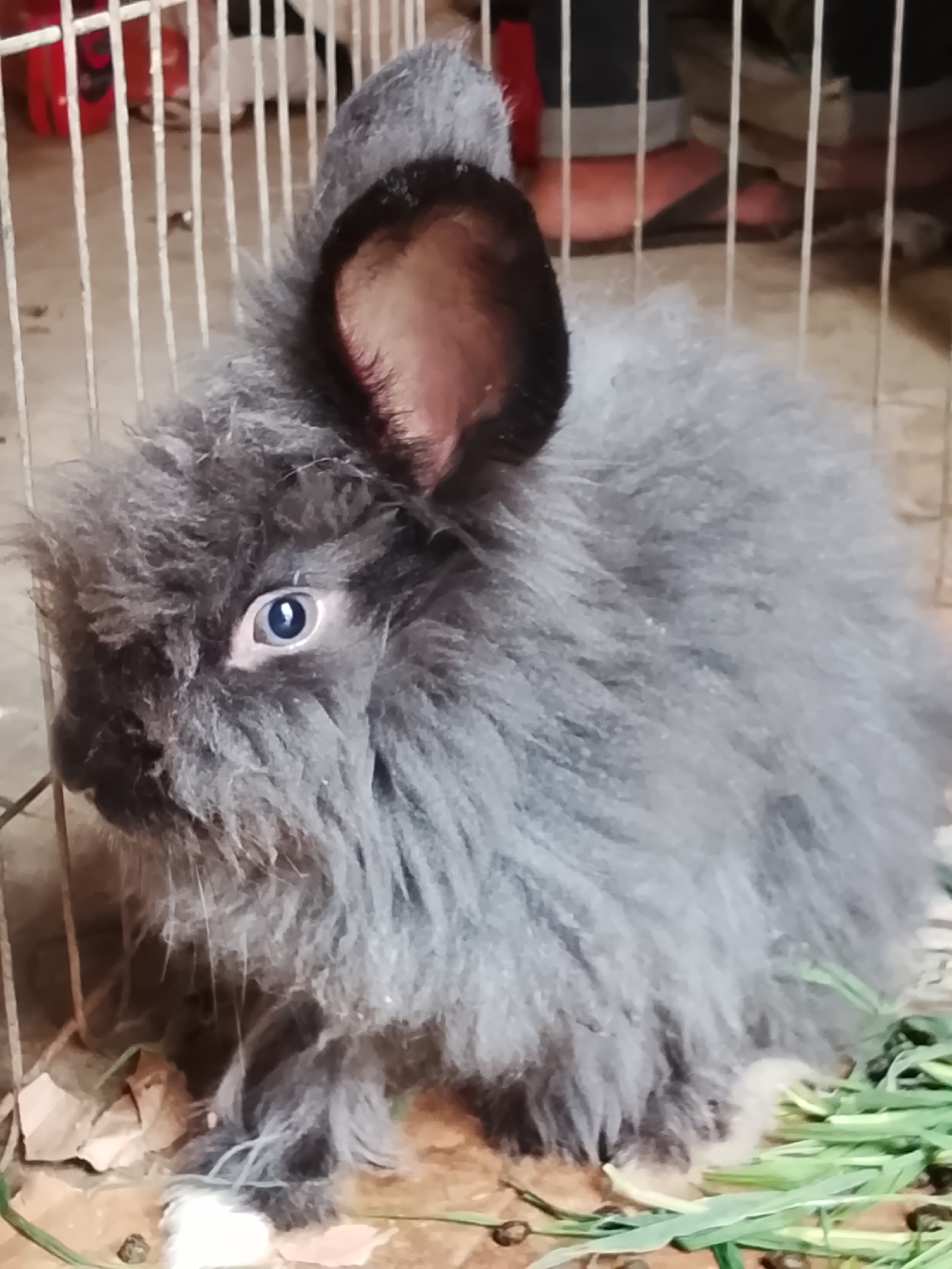 A close-up shot of a small, fluffy grey rabbit is centered in the frame, appearing to be in a cage. The rabbit's fur is long and shaggy, with large, prominent ears that have dark edges. Its blue eye is clearly visible, looking towards the left. The rabbit is positioned on a surface with some brown paper or leaves and green grass-like material. The background shows cage bars, suggesting an indoor environment. There are no visible people in the frame. The location in Kuta Trieng, Indonesia, cannot be determined from the visual information provided in the image.