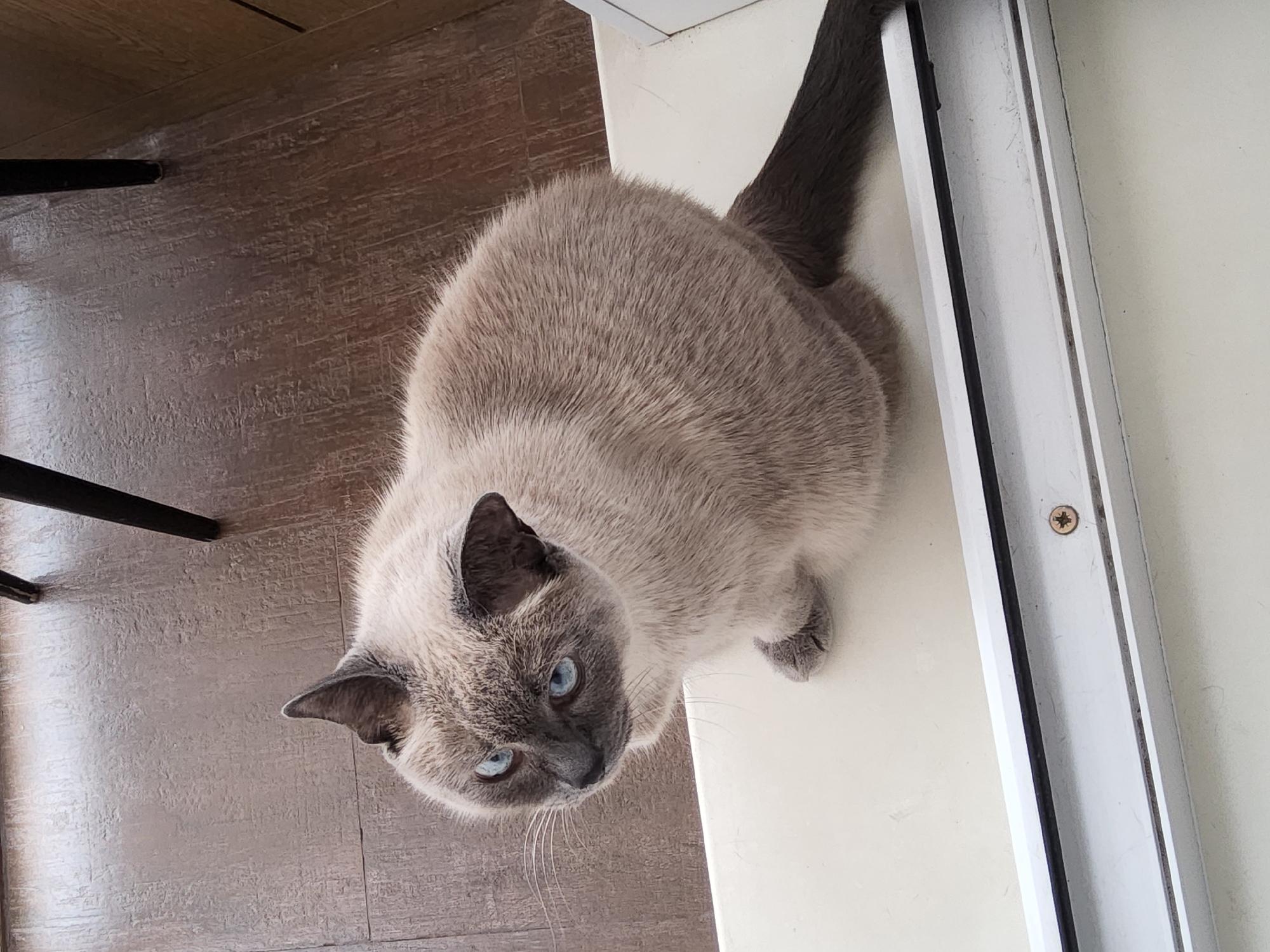 A Siamese cat with striking blue eyes is perched on a white windowsill. The cat is light cream-colored with darker points on its ears, face, and tail. It is facing left and looking slightly downwards, with one paw tucked beneath its body and the other resting on the sill. The background consists of a dark wood-grain floor and a portion of a wooden wall. A metal frame with a screw is visible along the bottom of the image, indicating the presence of a window. The lighting suggests an indoor setting, possibly during the day. There is no information available to ascertain the location in Krasnoyarsk, Russia.