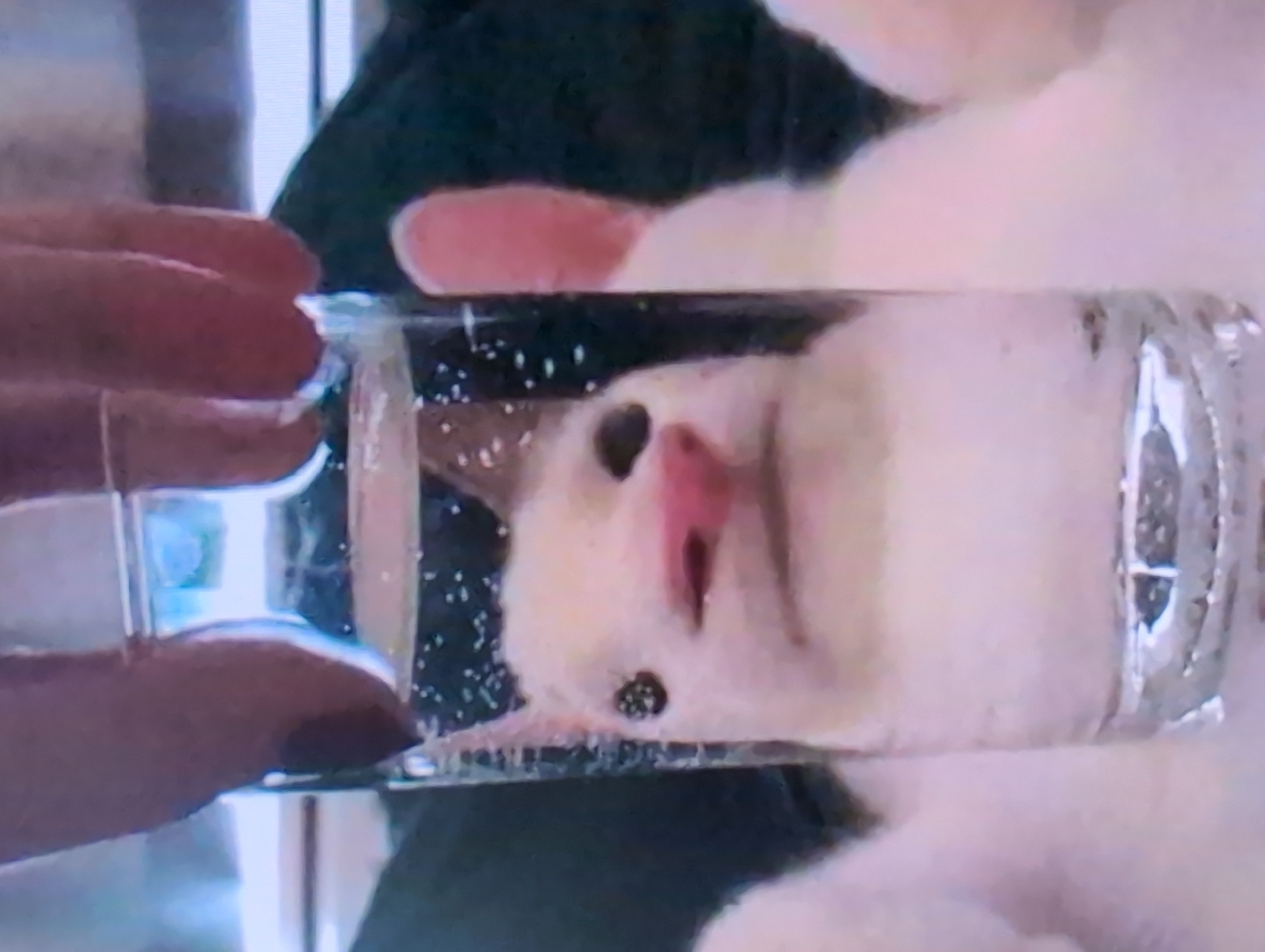 A hand holds a clear glass filled with a liquid, possibly water, in which a white animal, possibly a cat, is submerged and facing the camera. The cat's mouth is slightly open, exposing its tongue. The background includes dark and light areas with blurred shapes. The location in Izhevsk, Russia, is not discernible from the visual information provided.