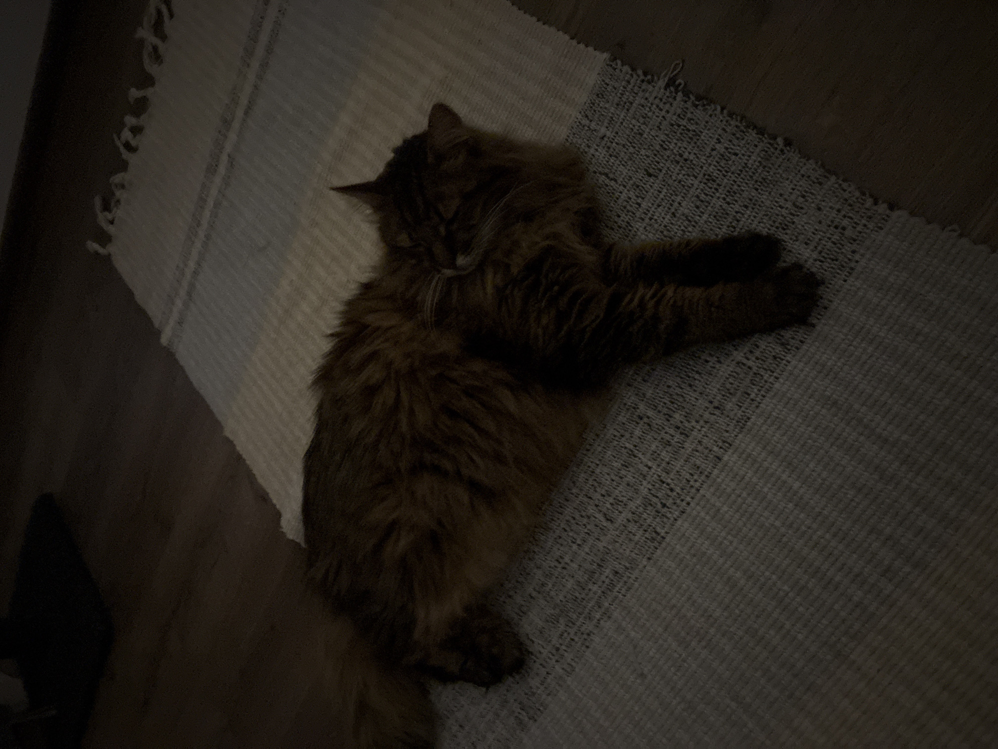 A long-haired ginger cat is lying on its side on a textured, striped rug in a dimly lit room. The cat is facing to the right, with its head resting on the rug and its eyes closed. Its paws are tucked underneath its body. The rug has a white and grey striped pattern and fringed edges. The floor around the rug appears to be wooden. The overall lighting suggests it is nighttime or a very dark room. There is no indication of the location being in Kyiv, Ukraine.