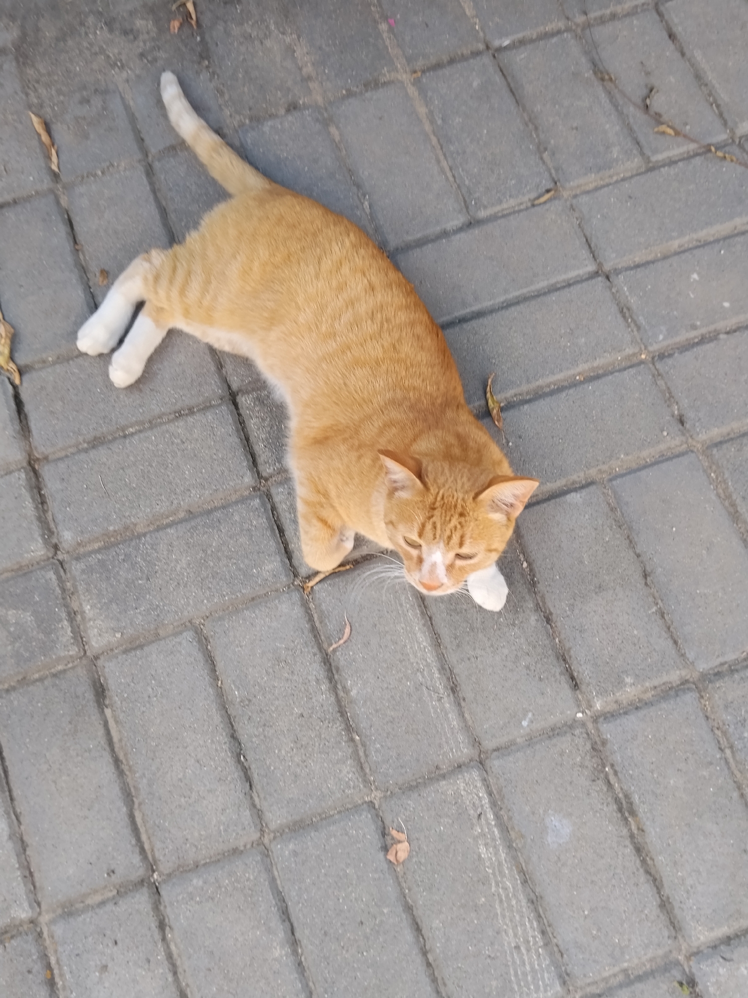 An orange tabby cat with white paws is lying on its side on a paved walkway made of gray interlocking rectangular bricks. The cat is facing towards the right of the frame, with its head slightly turned towards the viewer. Its eyes are partially closed, and its mouth is slightly open. The cat's body is stretched out, with its front paws tucked underneath and its hind legs extended. A few dry leaves are scattered on the walkway around the cat. The environment appears to be outdoors, possibly a park or a residential area, in the city of Kokshetau, Kazakhstan.