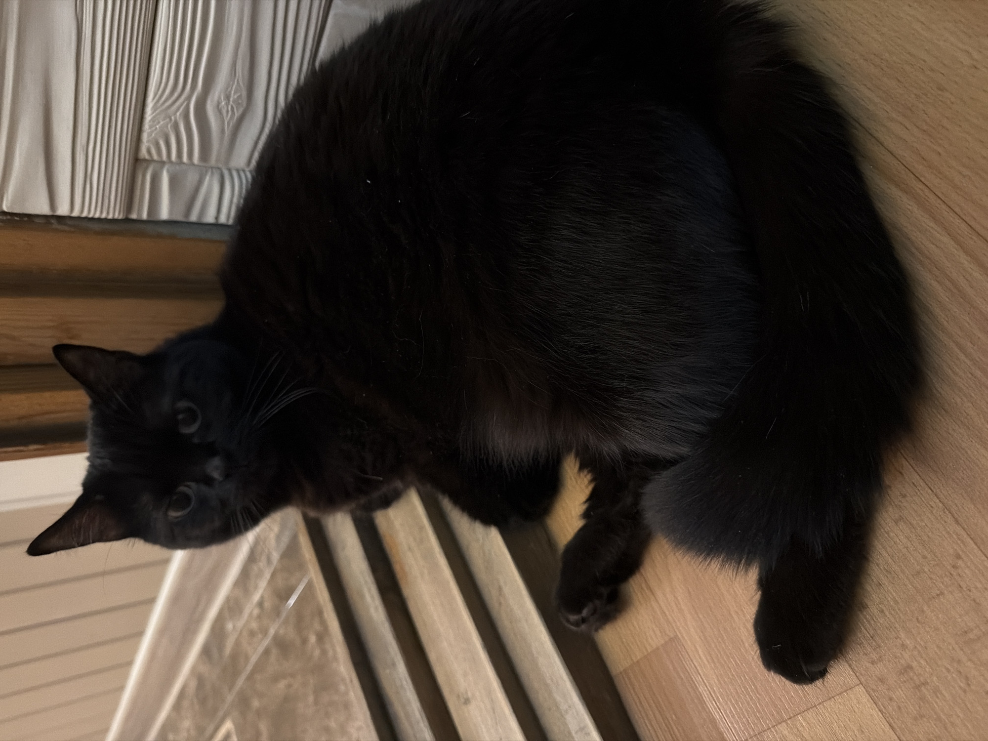 A black cat is lying on a wooden floor, with its body partially obscuring some wooden steps. The cat is looking towards the camera with its head slightly tilted. The background includes a wall with horizontal textured panels and a wooden doorway. The scene appears to be indoors, possibly in a residential setting. There are no people or any other animals visible in the image. The image does not provide any information about the city of Novosibirsk, Russia.