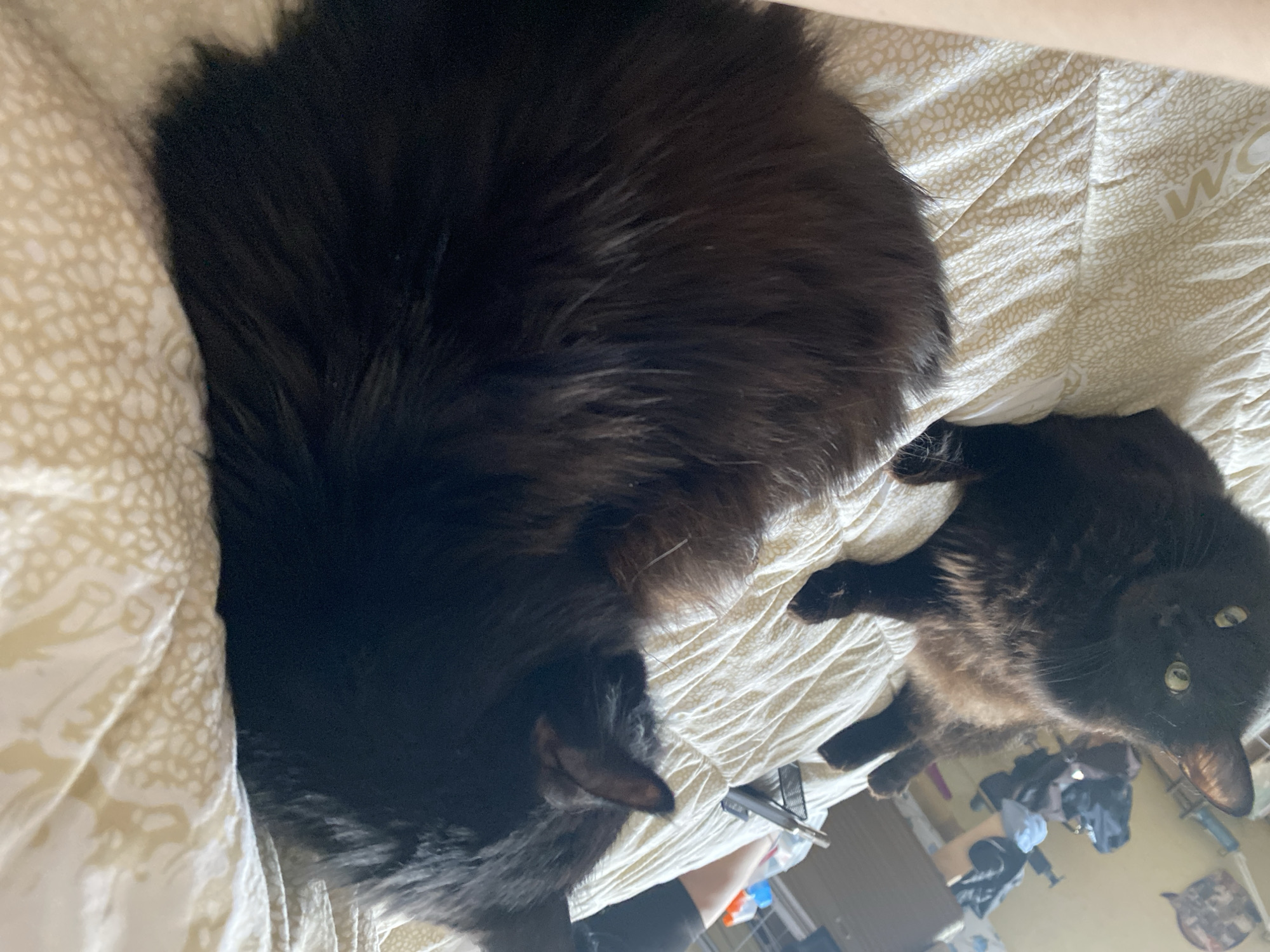 The image depicts two black cats resting on a bed with a light-colored, patterned bedspread. The larger cat is mostly obscured, lying towards the top-left corner of the frame. The smaller cat is positioned towards the bottom-right corner, facing the camera with visible green eyes. The background shows a glimpse of a room with clothing and other items.
