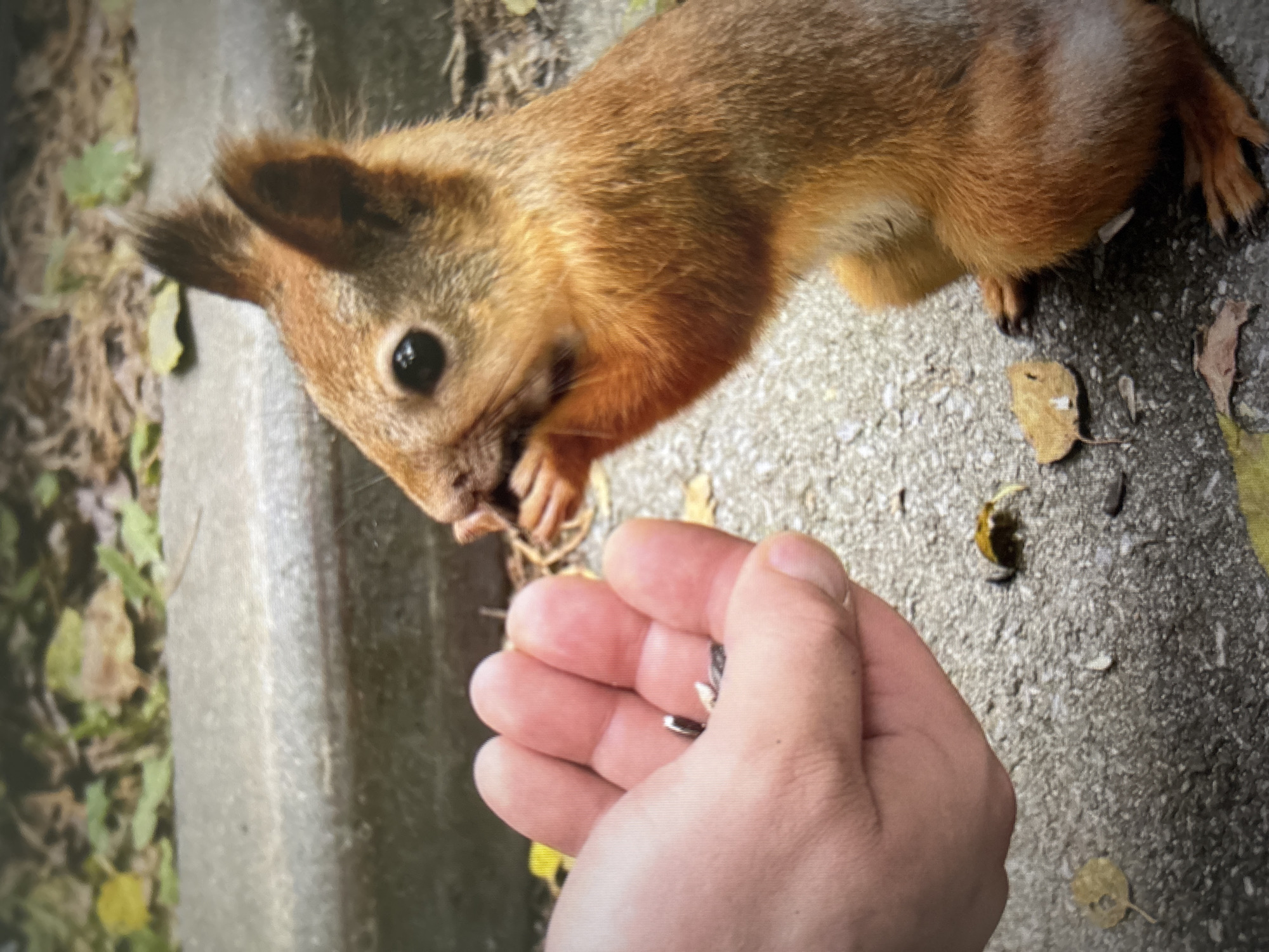 A close-up, slightly blurry, eye-level shot shows a Eurasian red squirrel (Sciurus vulgaris) being fed by hand. The squirrel, predominantly reddish-brown with a bushy tail, is sitting on a textured, grey, asphalt-like surface, likely a park path or sidewalk. Its front paws are holding a few seeds, which it is in the process of eating, with its head turned towards the food. The squirrel's large, dark eye is visible.
In the foreground, a human hand, held open, offers the seeds to the squirrel. The hand appears to be fair-skinned and is cupped slightly to contain the seeds. The background consists of a slightly raised, concrete curb, with fallen autumn leaves and some greenery visible behind it, suggesting an outdoor, park-like setting. The image has a slightly grainy quality.
The image was taken in a park in the city of Novosibirsk, Russia, likely during the autumn season due to the presence of fallen leaves.